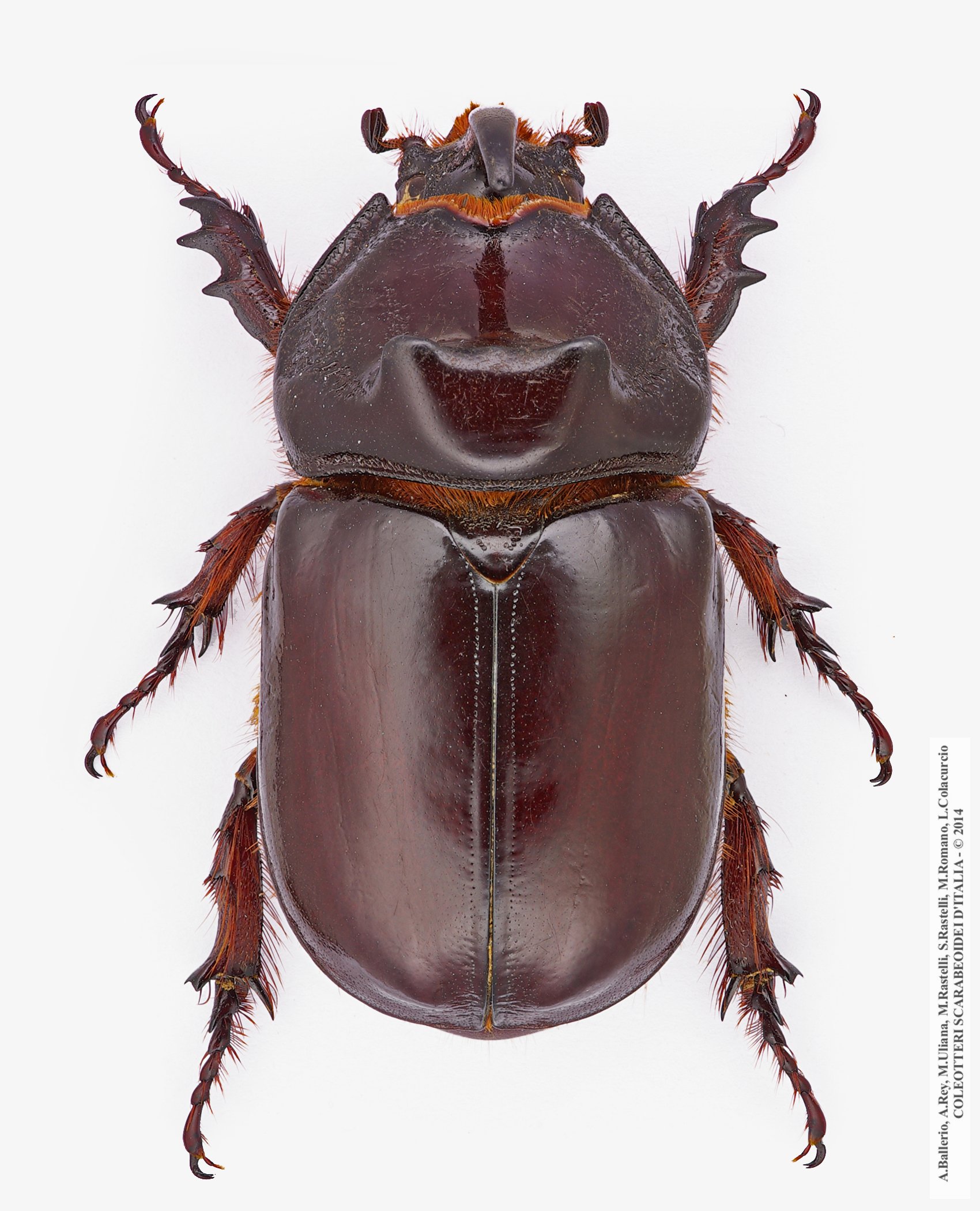 Oryctes nasicornis corniculatus, maschio