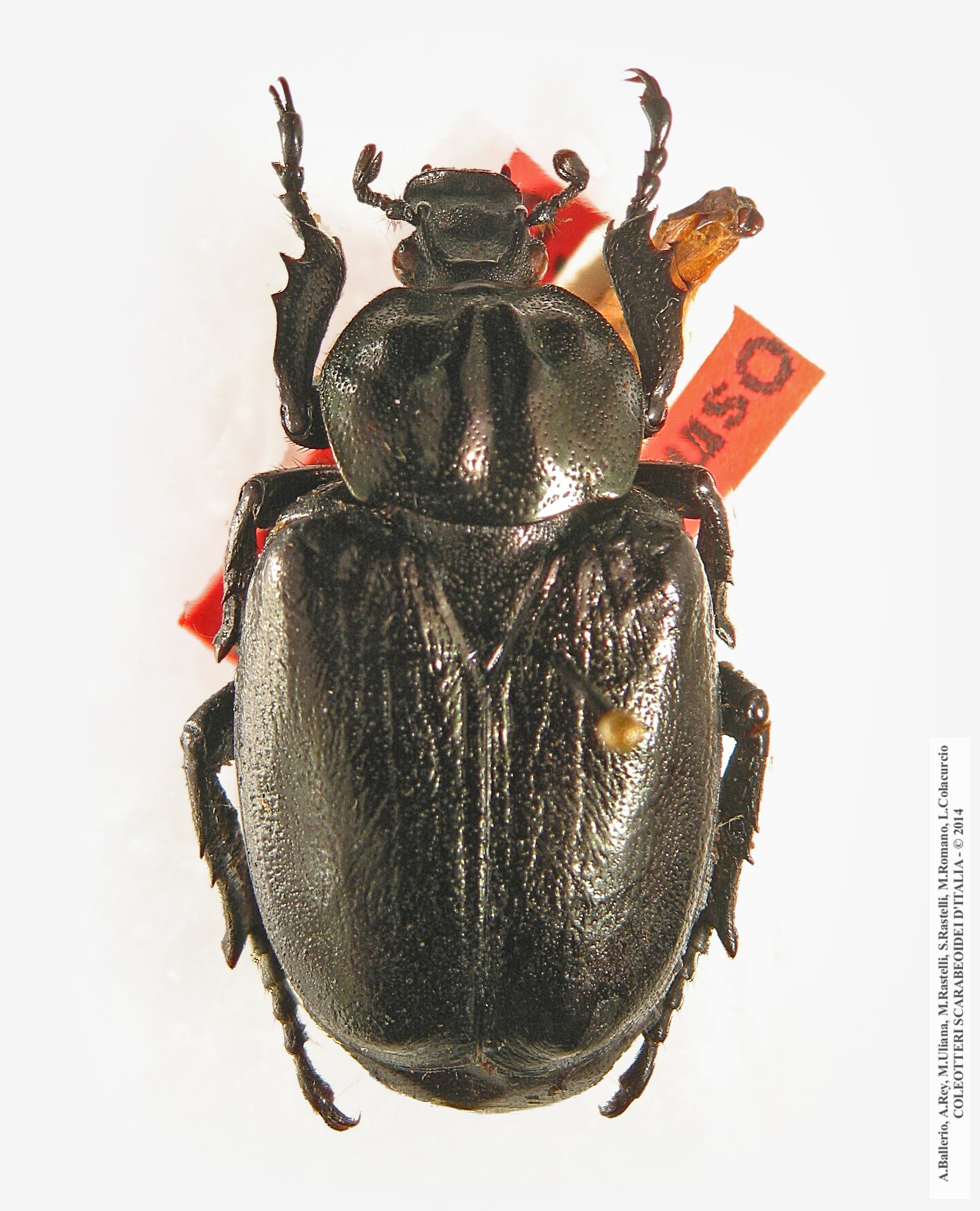 Osmoderma cristinae, maschio