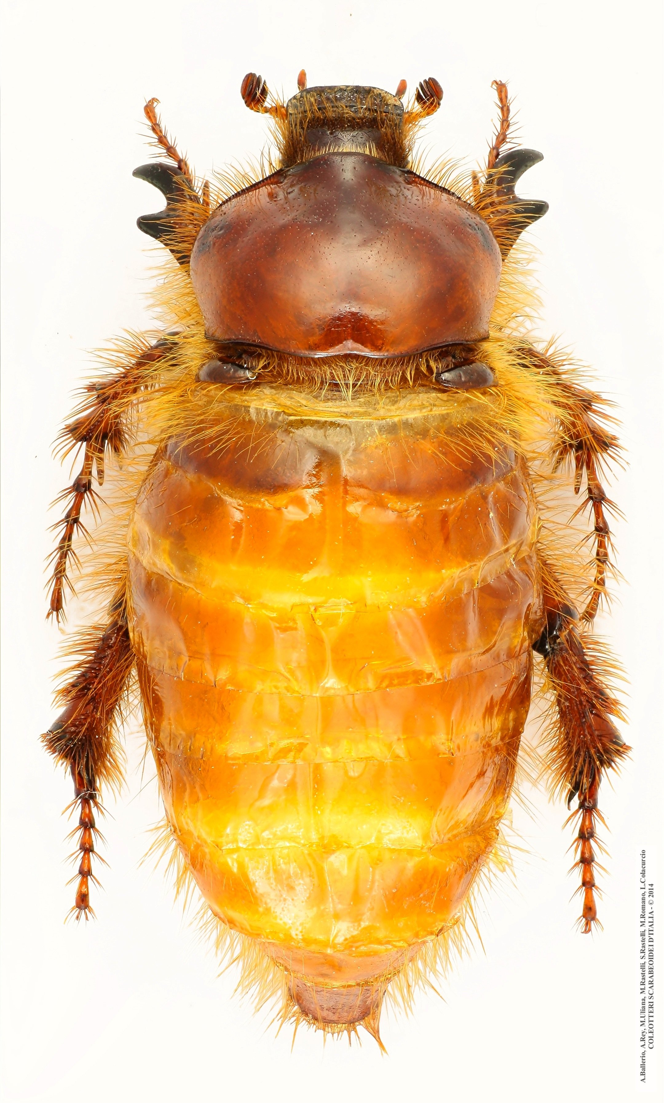 Pachypus caesus, femmina