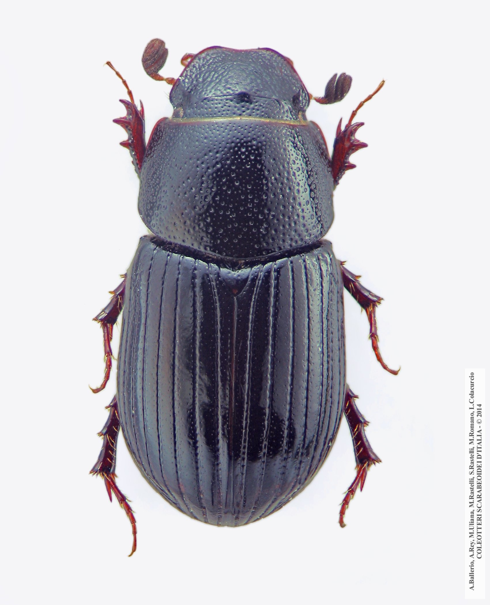 Parammoecius corvinus
