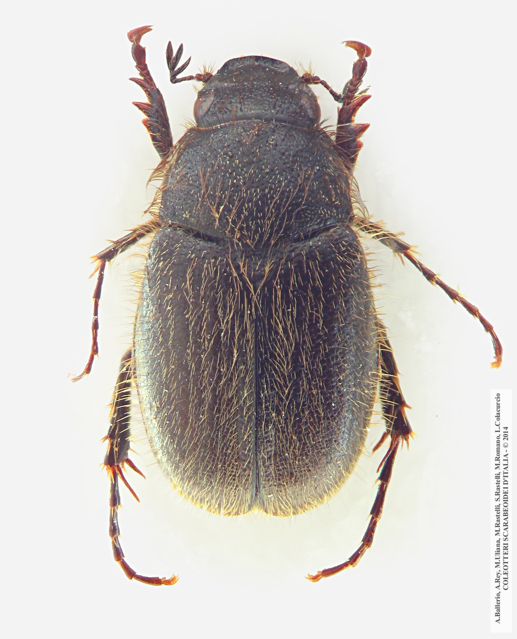 Paratridonta romana, femmina. CLICCA per ingrandire 