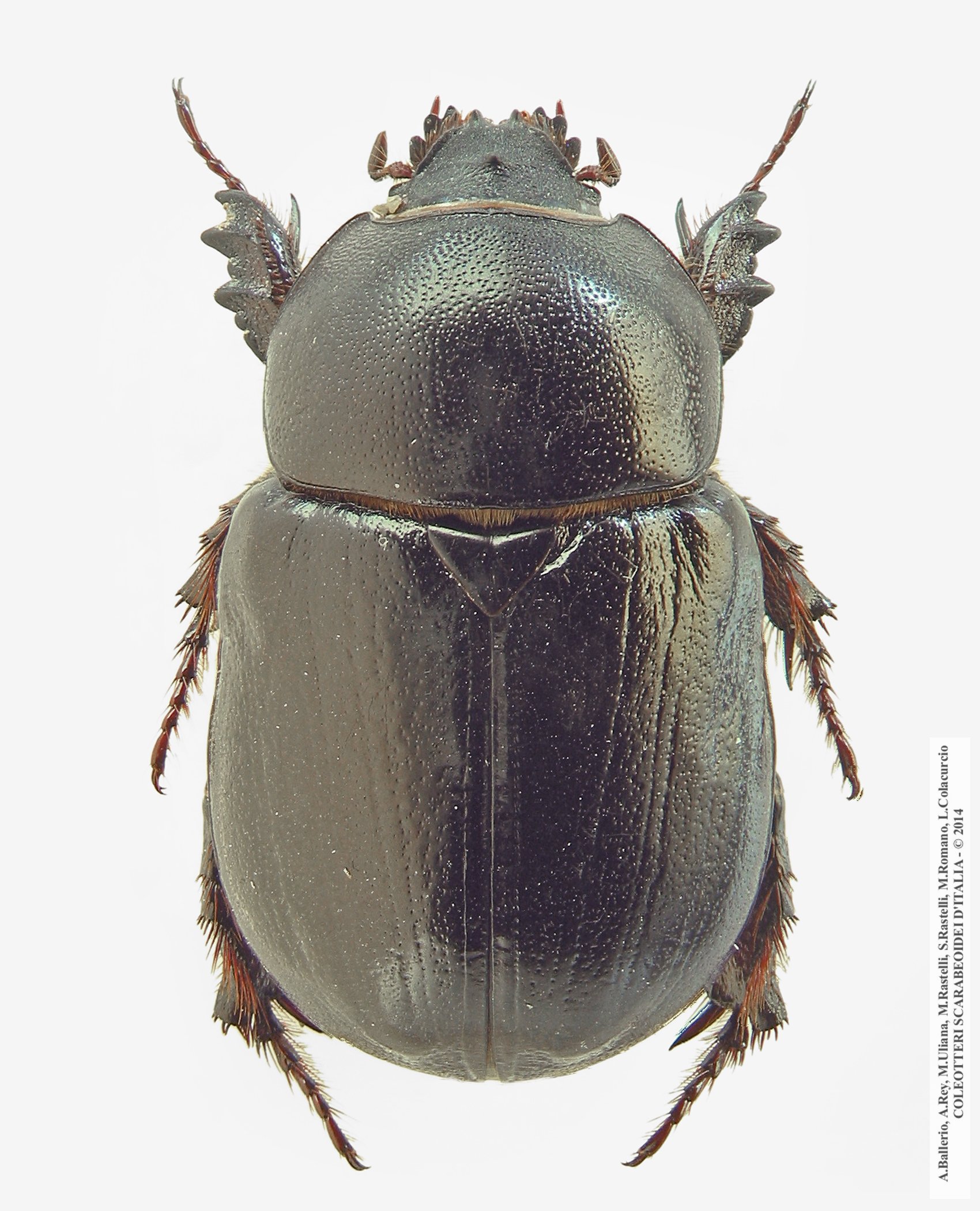 Pentodon algerinus algerinus