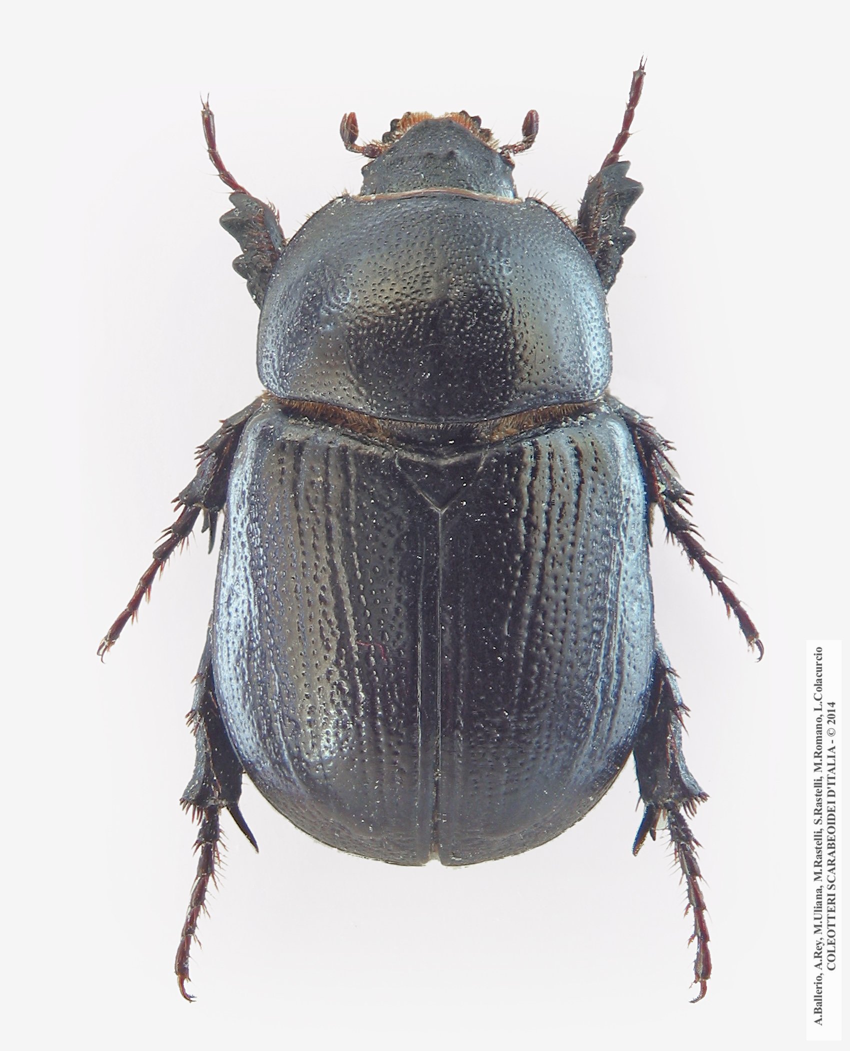 Pentodon bidens punctatus