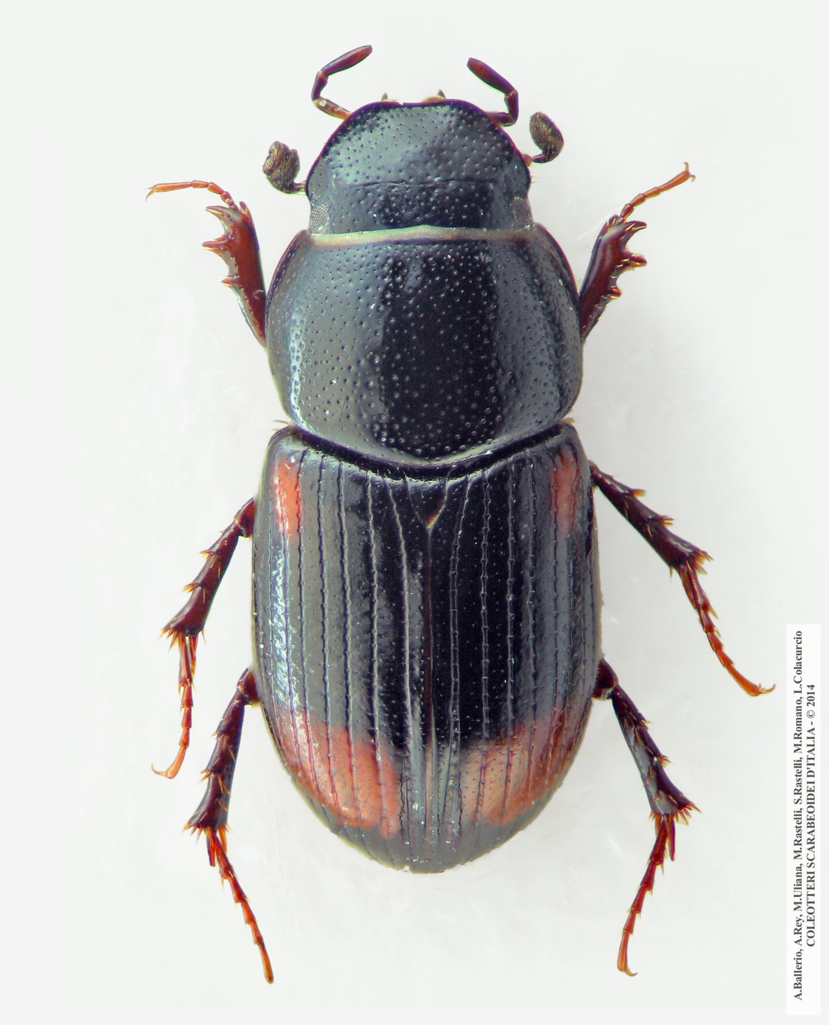 Phalacronotus quadrimaculatus quadrimaculatus