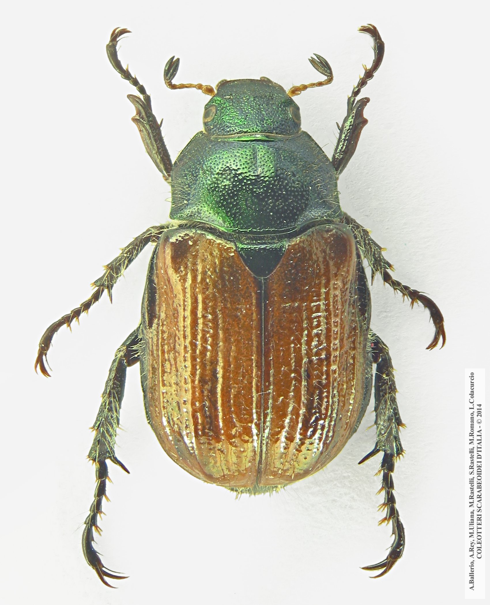Phyllopertha horticola, femmina