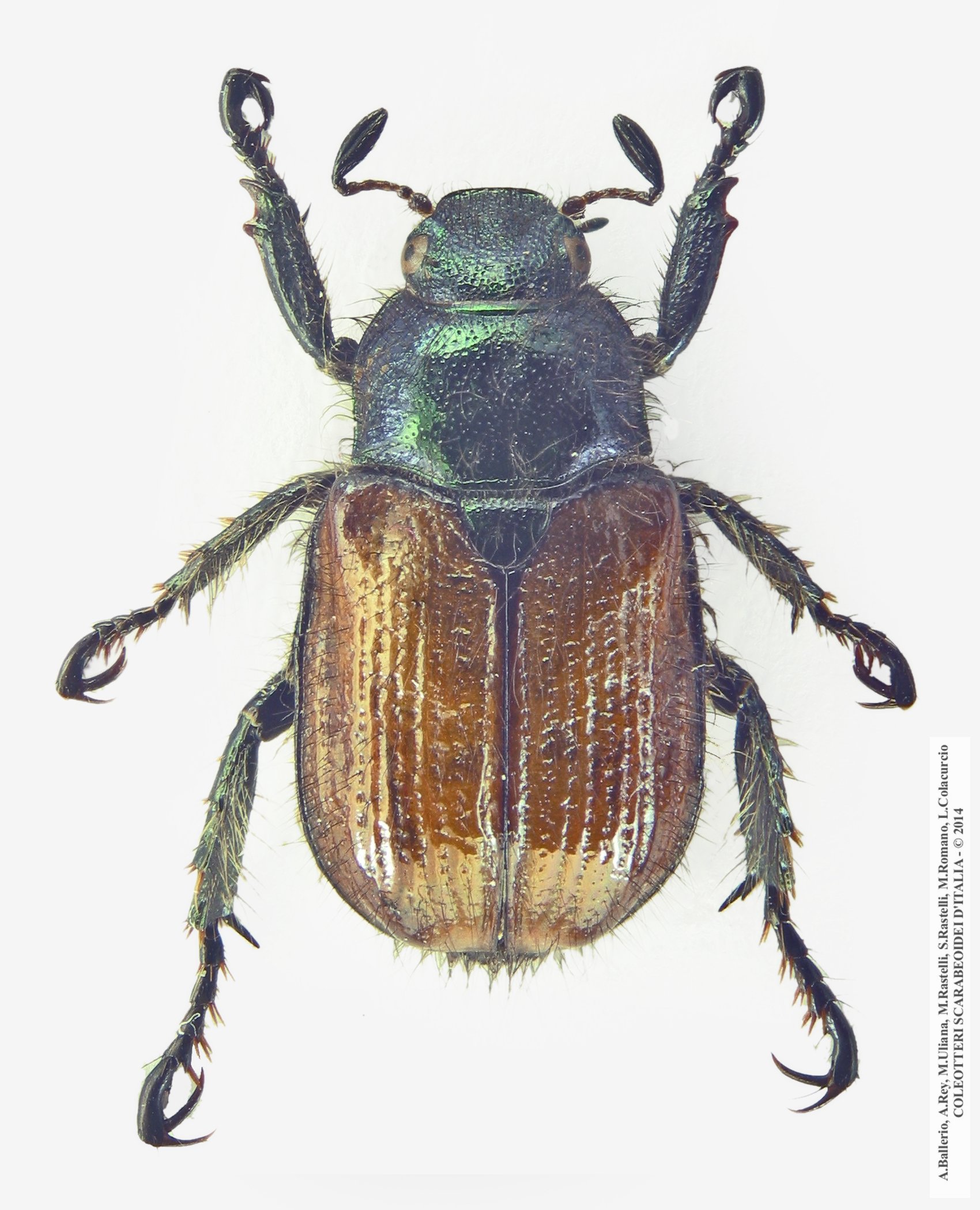 Phyllopertha horticola, maschio 