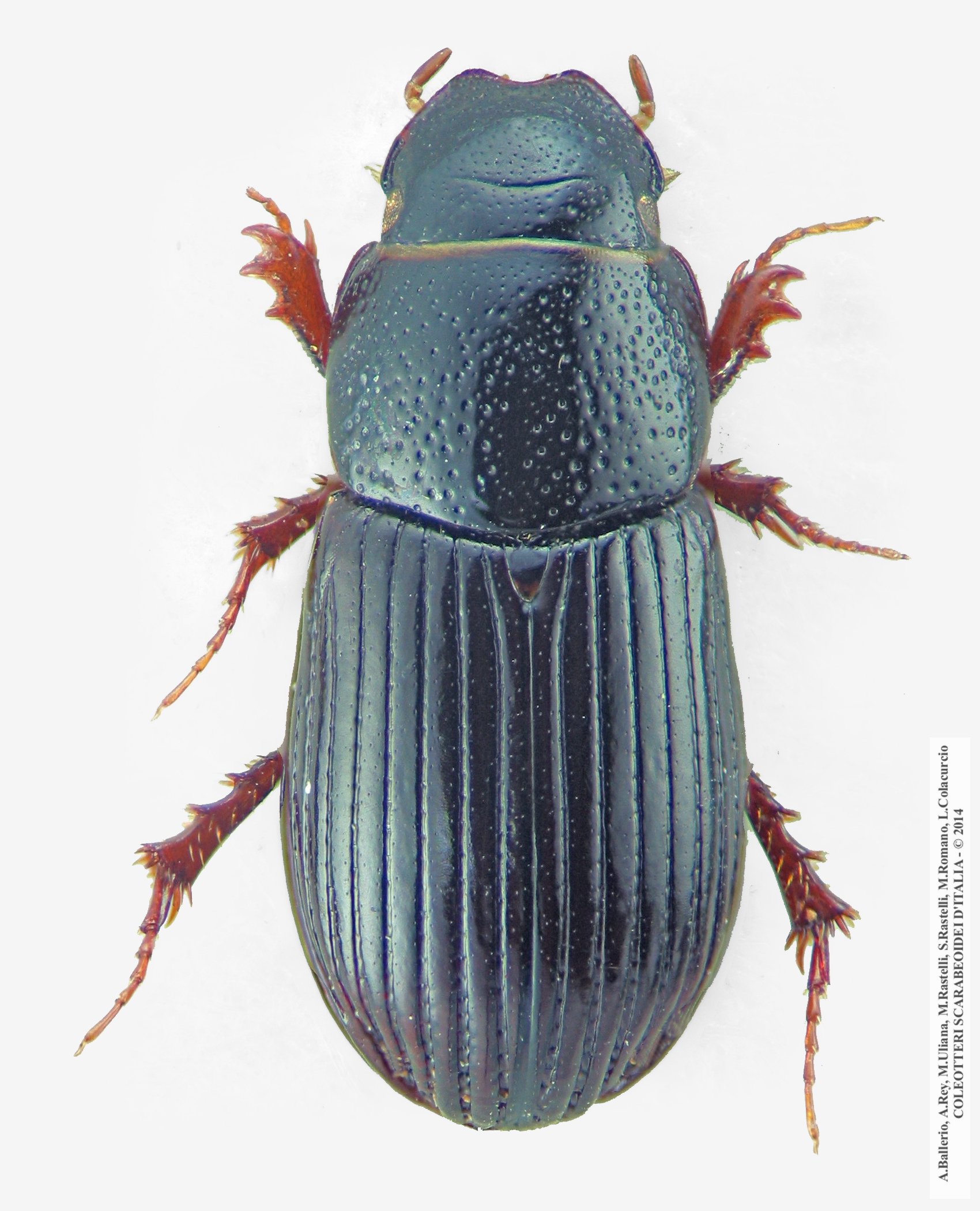 Plagiogonus arenarius
