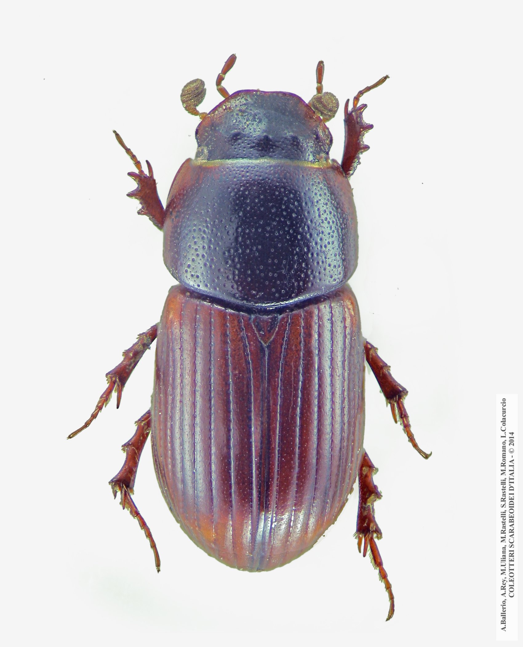 Planolinoides borealis