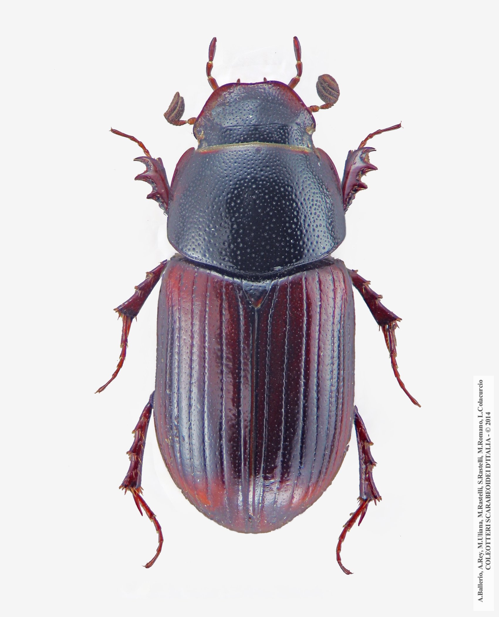 Planolinus fasciatus