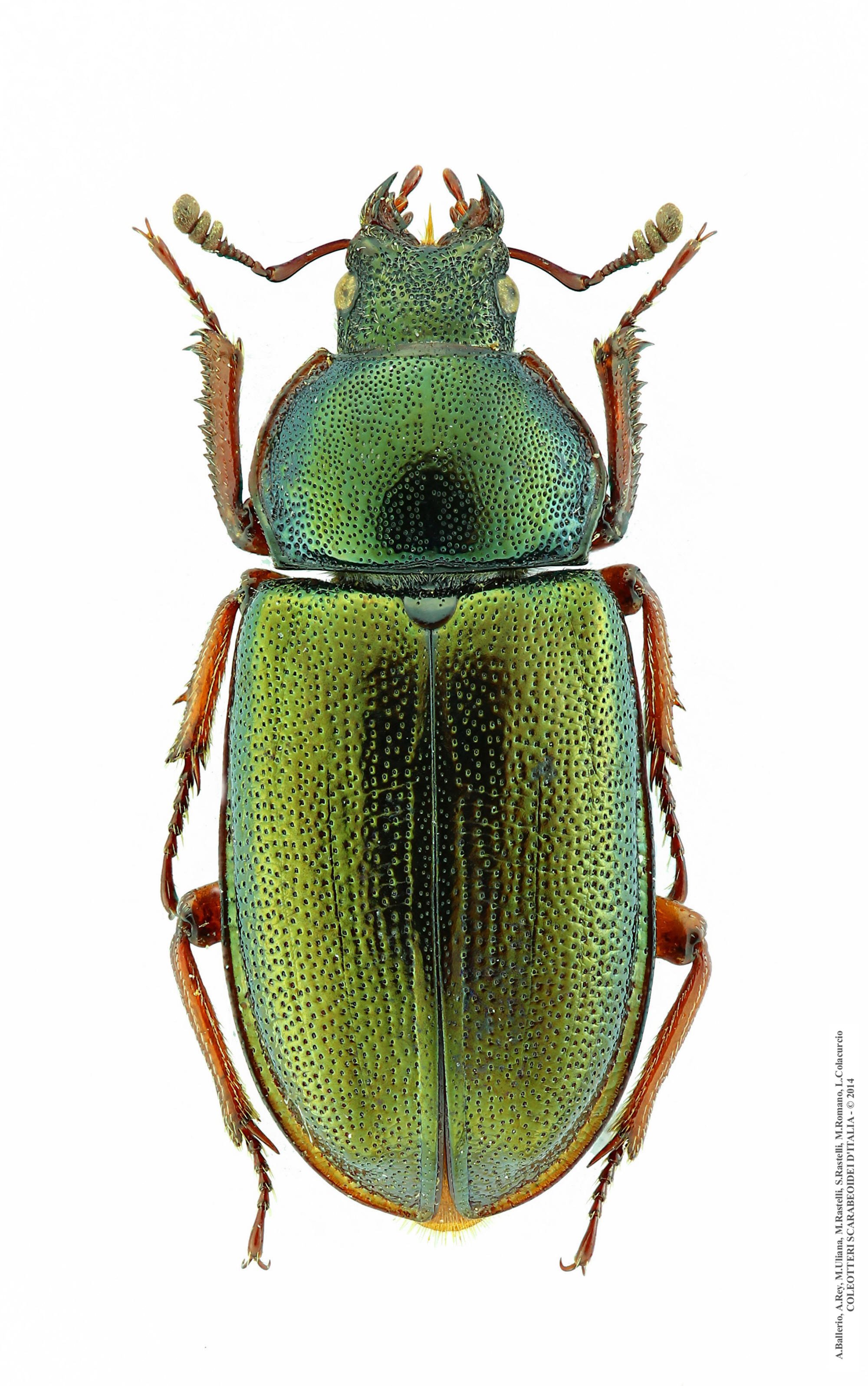 Platycerus caraboides, femmina 