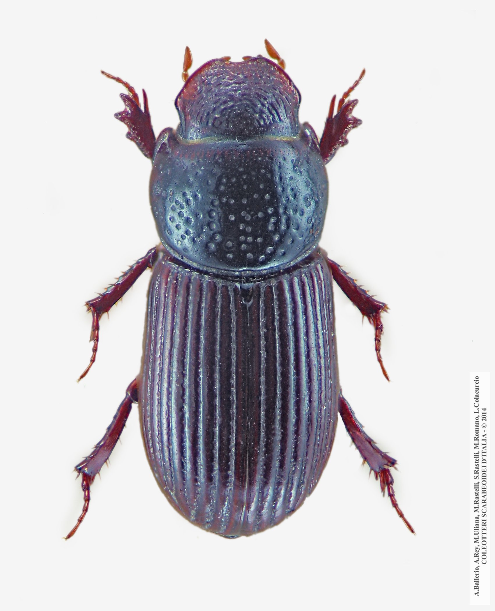 Platytomus laevistriatus
