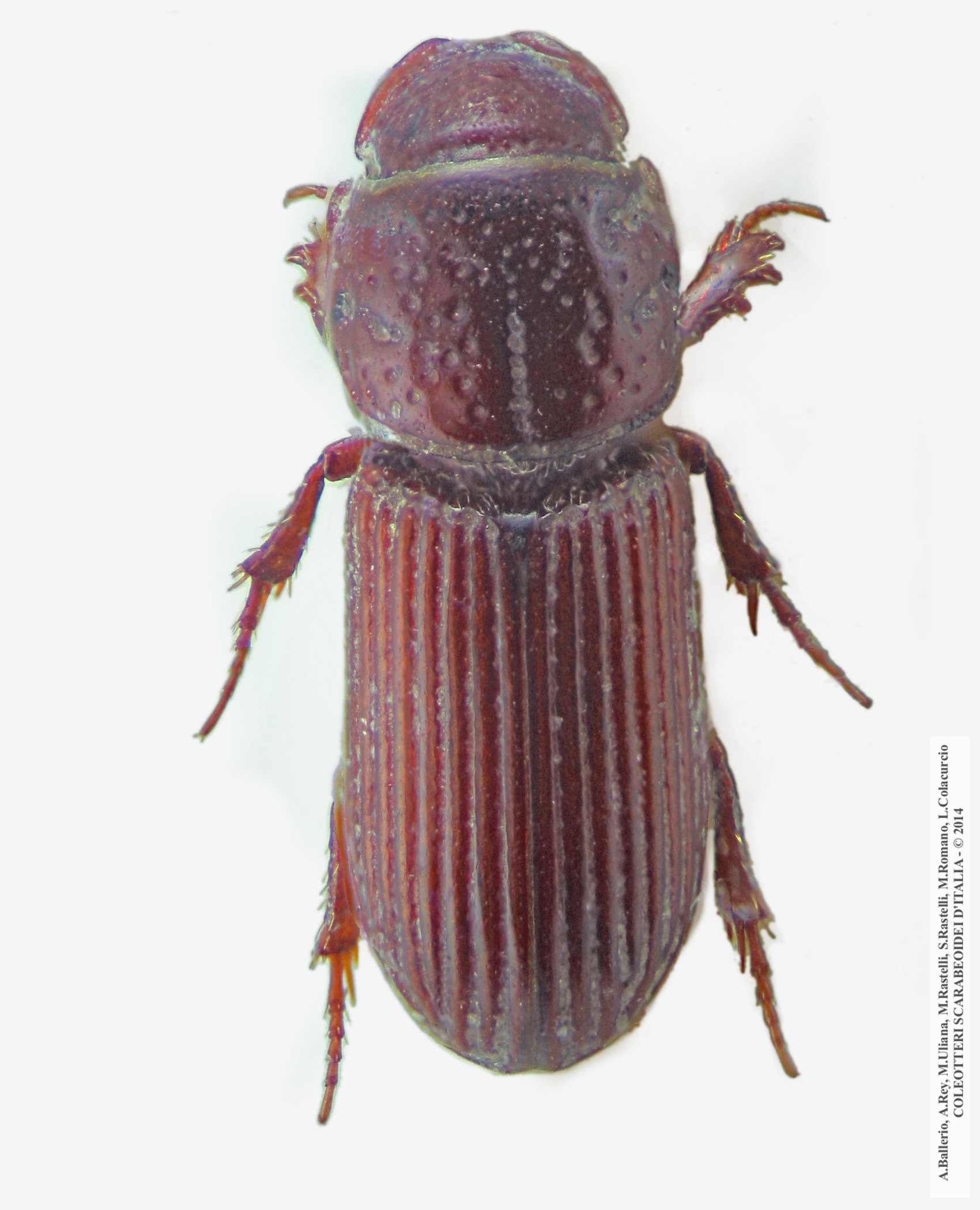 Pleurophorus maghrebinicus