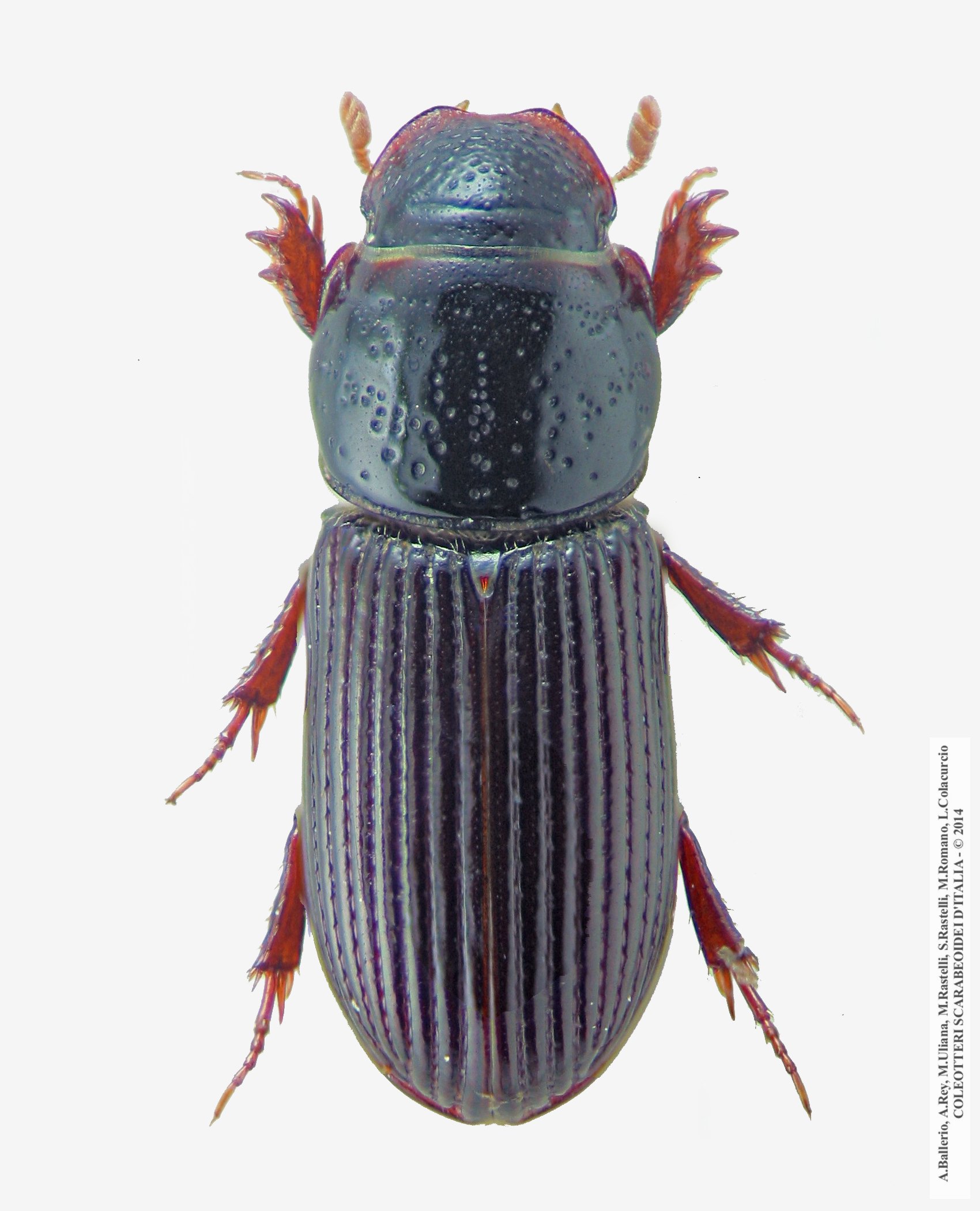 Pleurophorus mediterranicus