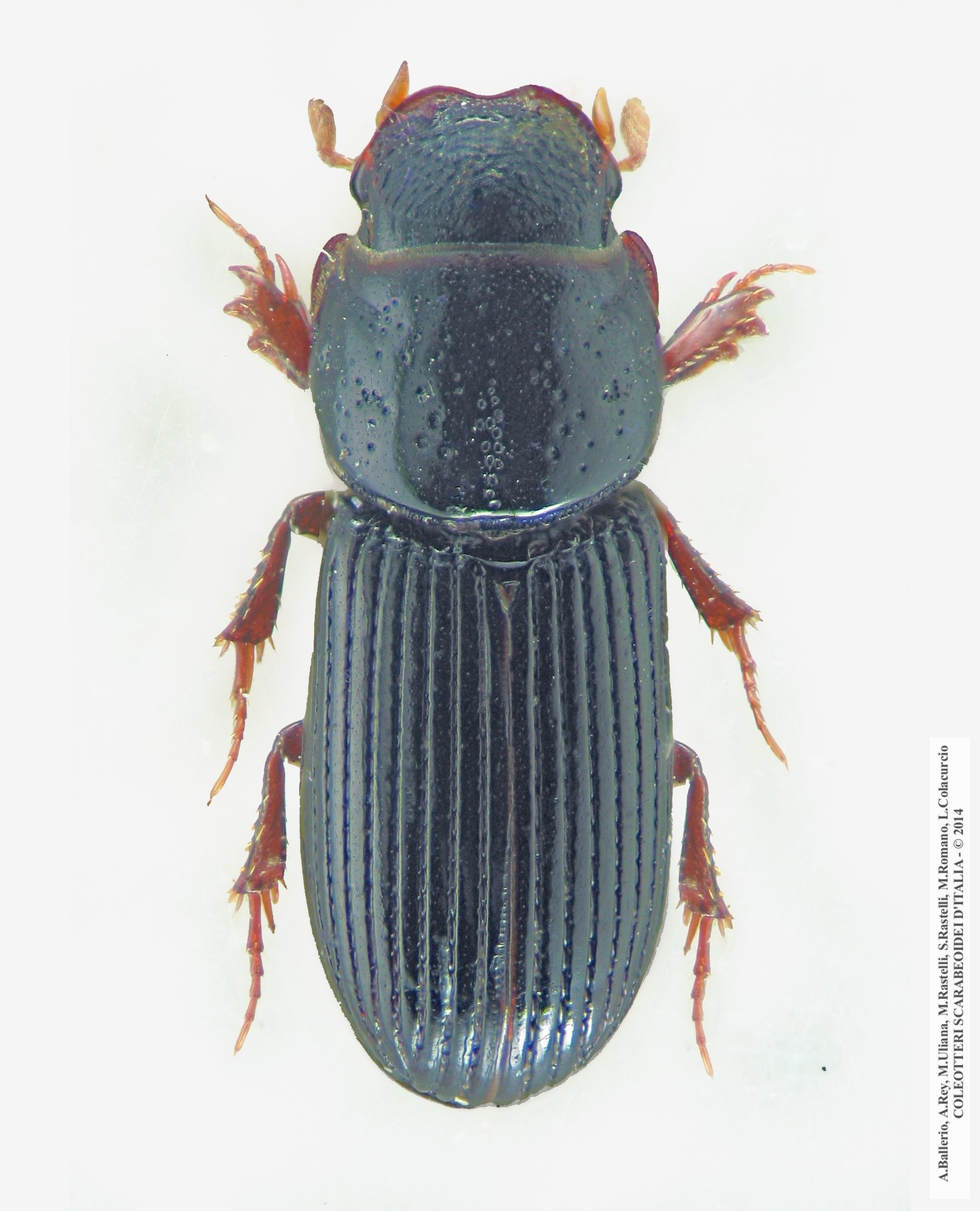 Pleurophorus pannonicus