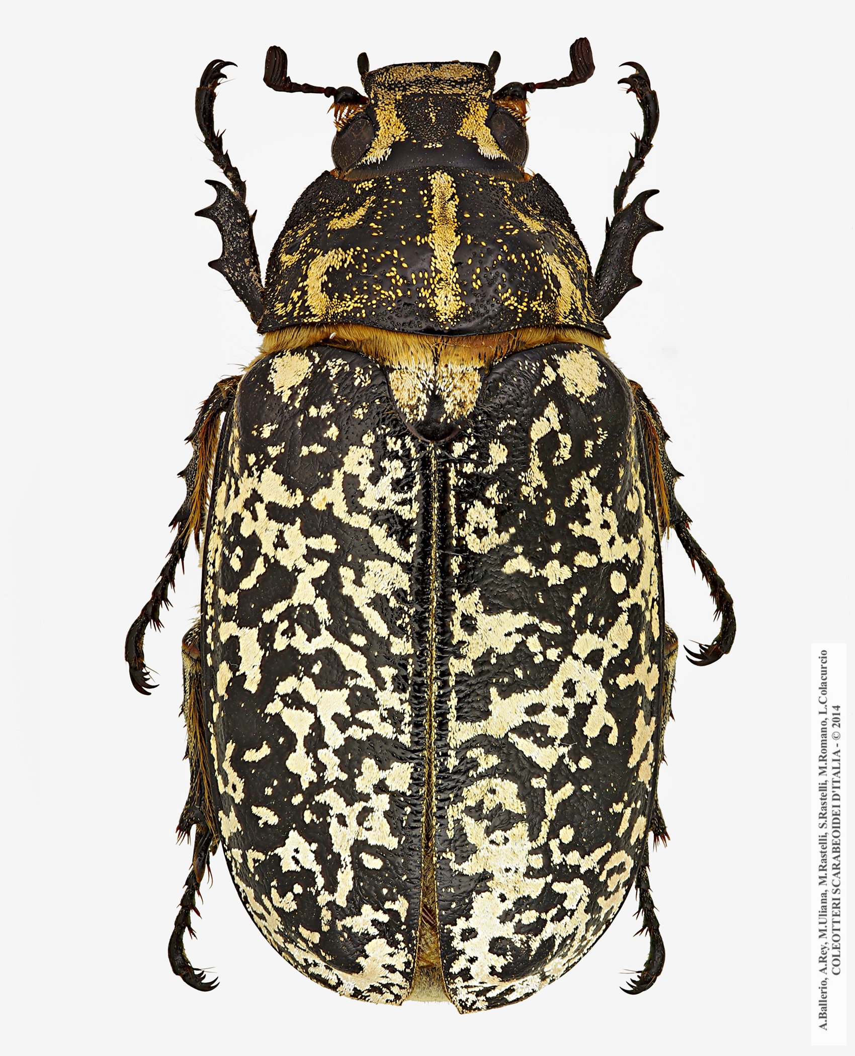 Polyphylla fullo, femmina