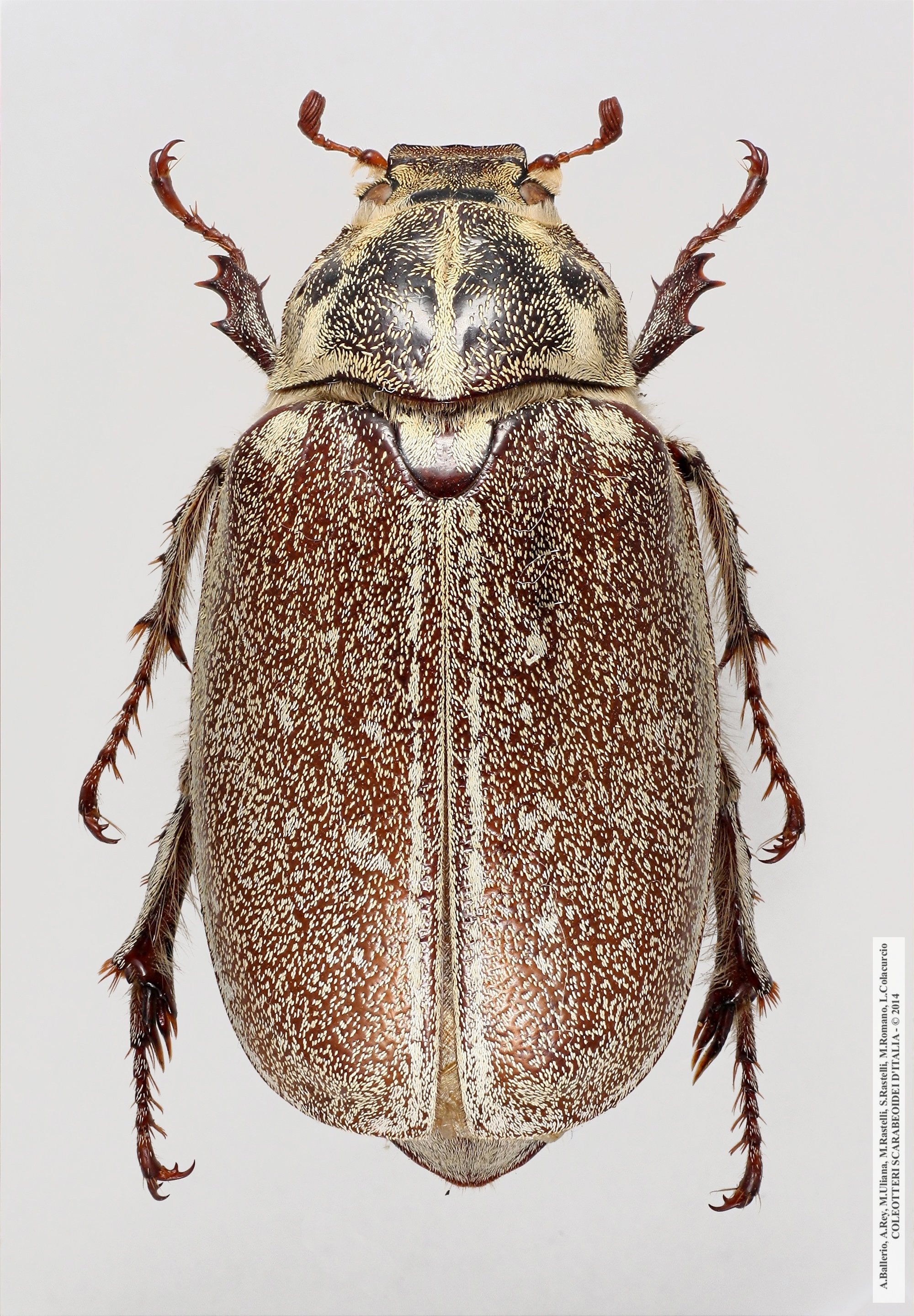 Polyphylla ragusae ragusae, femmina