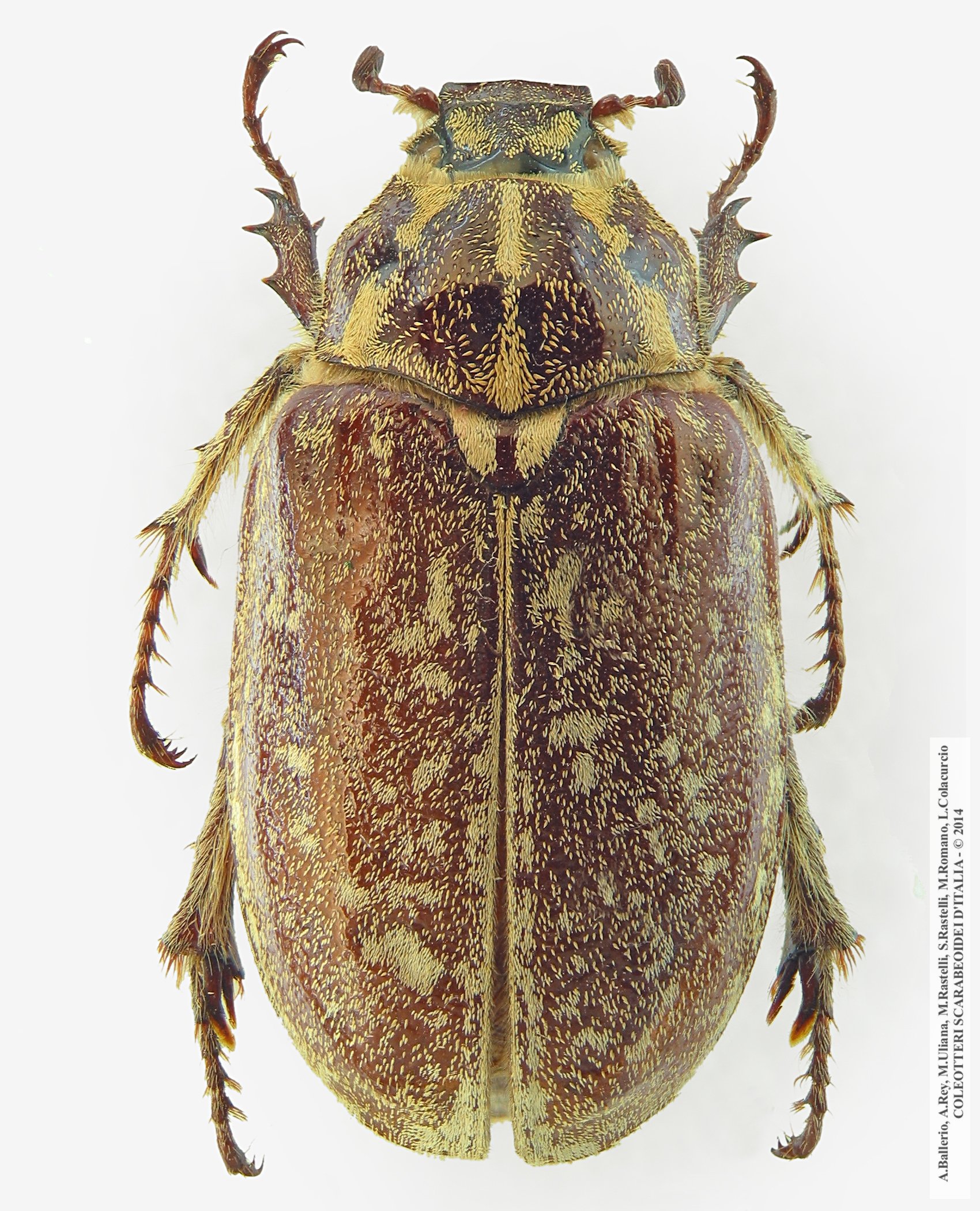 Polyphylla ragusae aliquoi, femmina