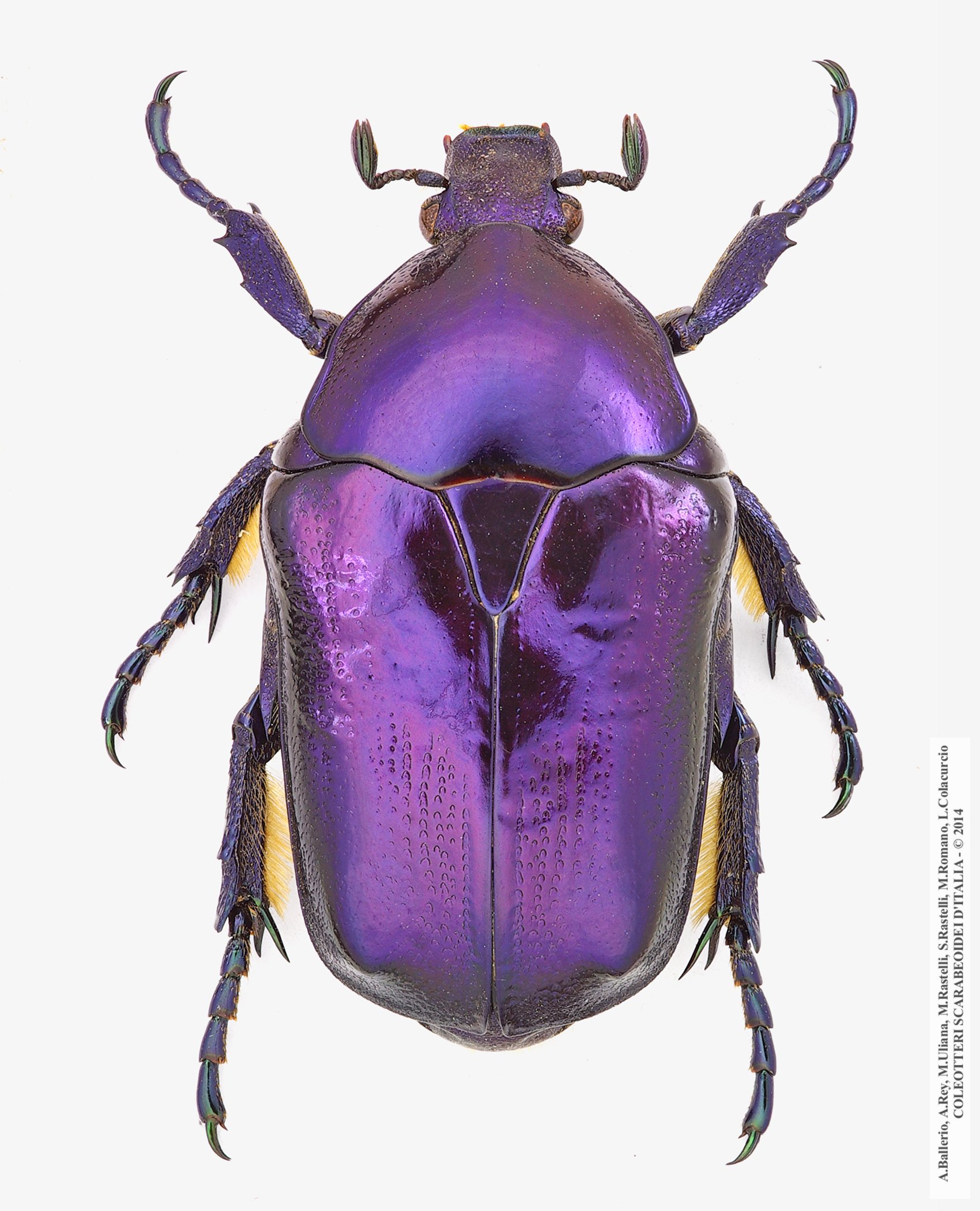 Protaetia mirifica, maschio