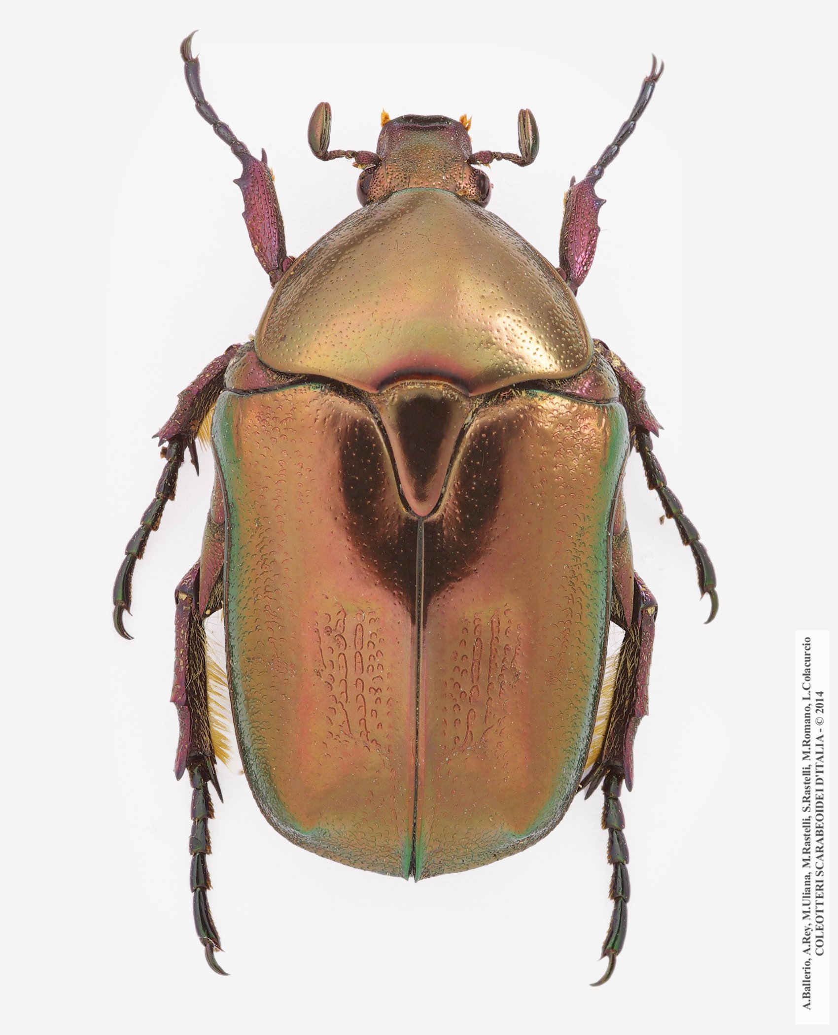 Protaetia cuprea hypocrita, maschio