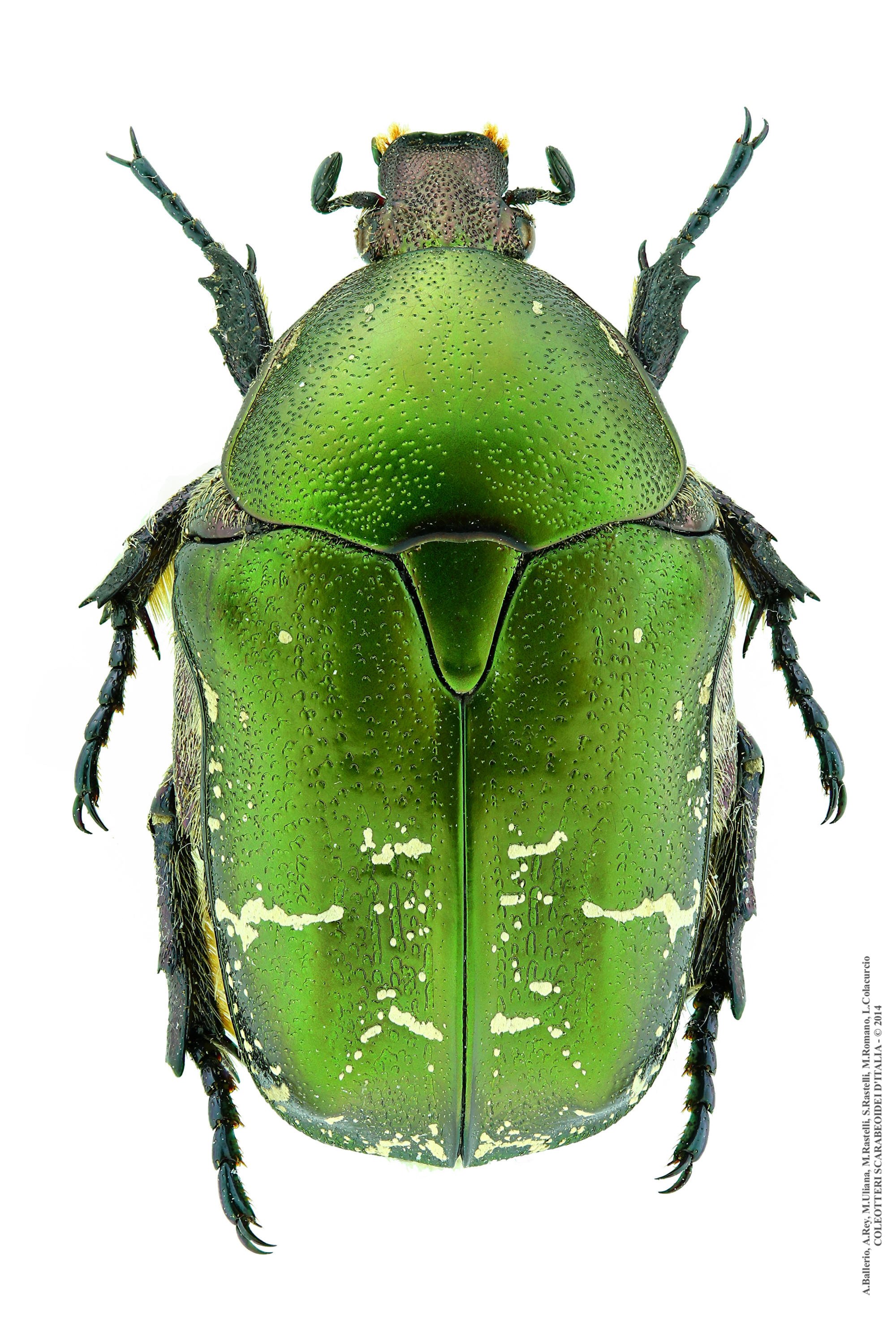 Protaetia cuprea metallica  