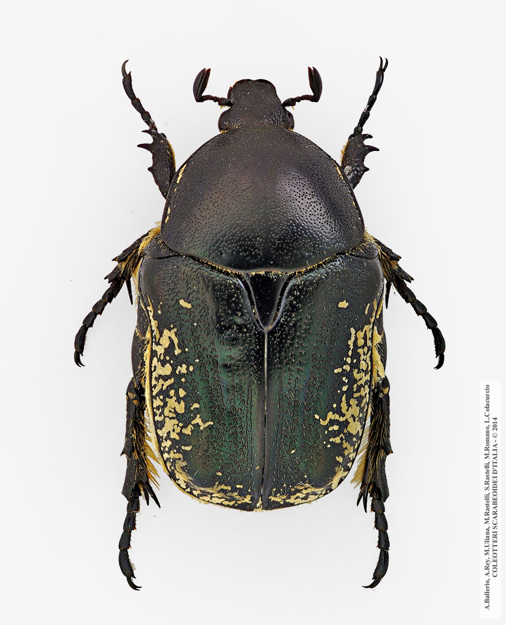 Protaetia squamosa crassicollis