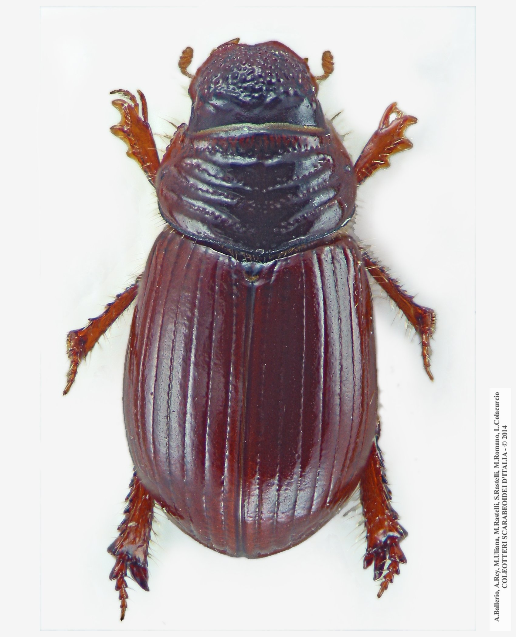 Psammodius basalis