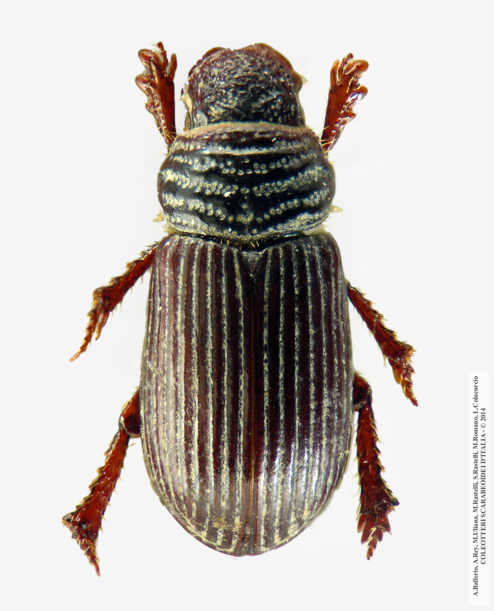 Psammodius laevipennis