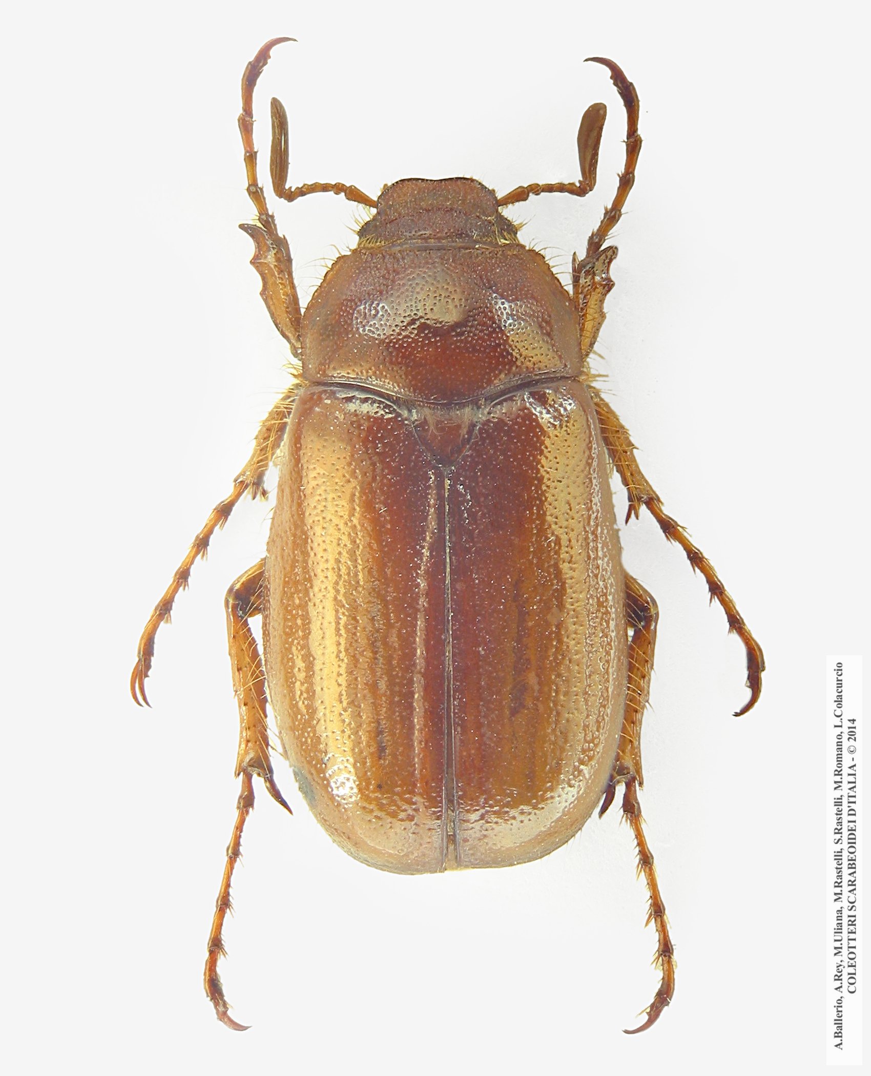 Rhizotrogus cicatricosus, maschio 