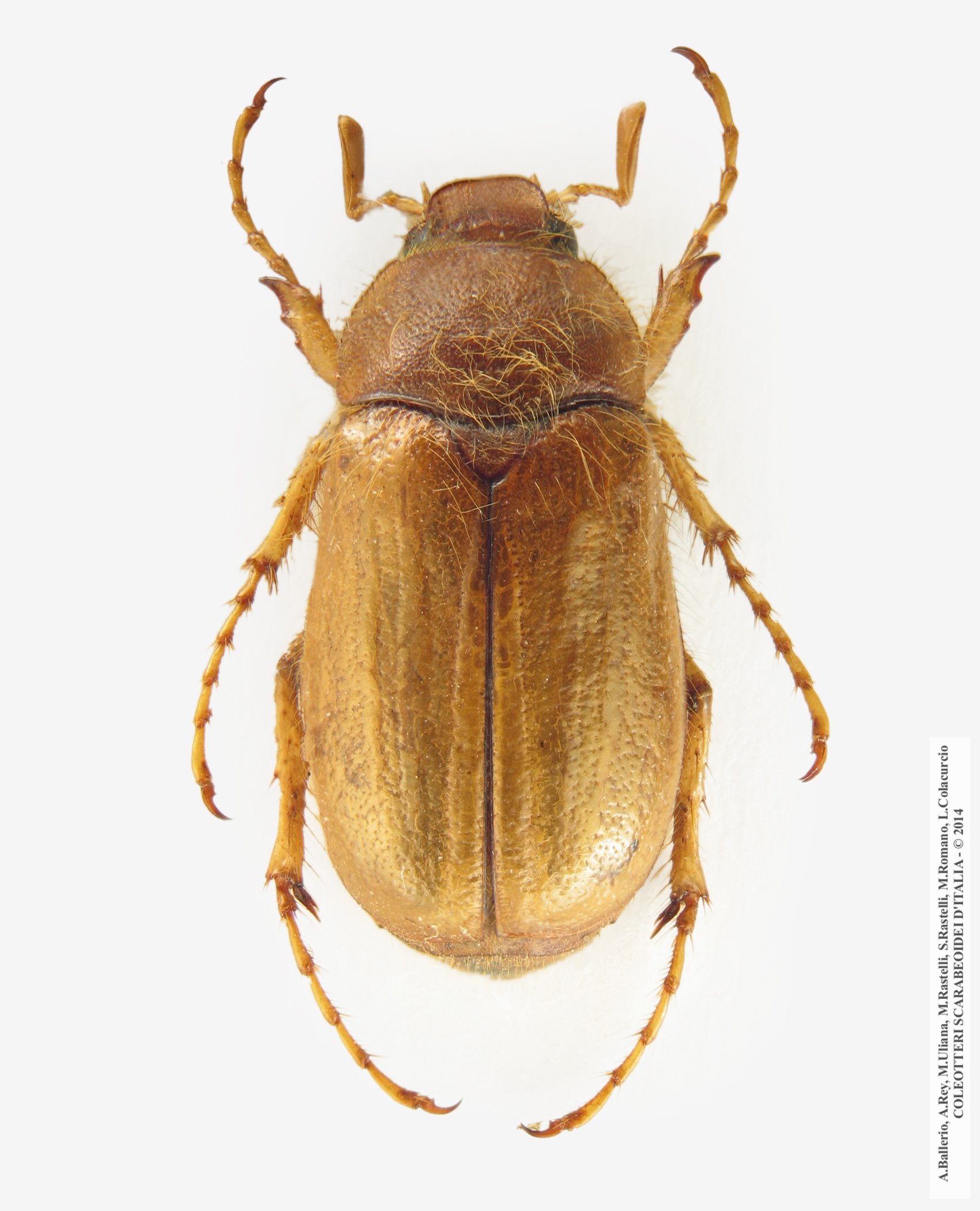 Rhizotrogus marginipes, maschio