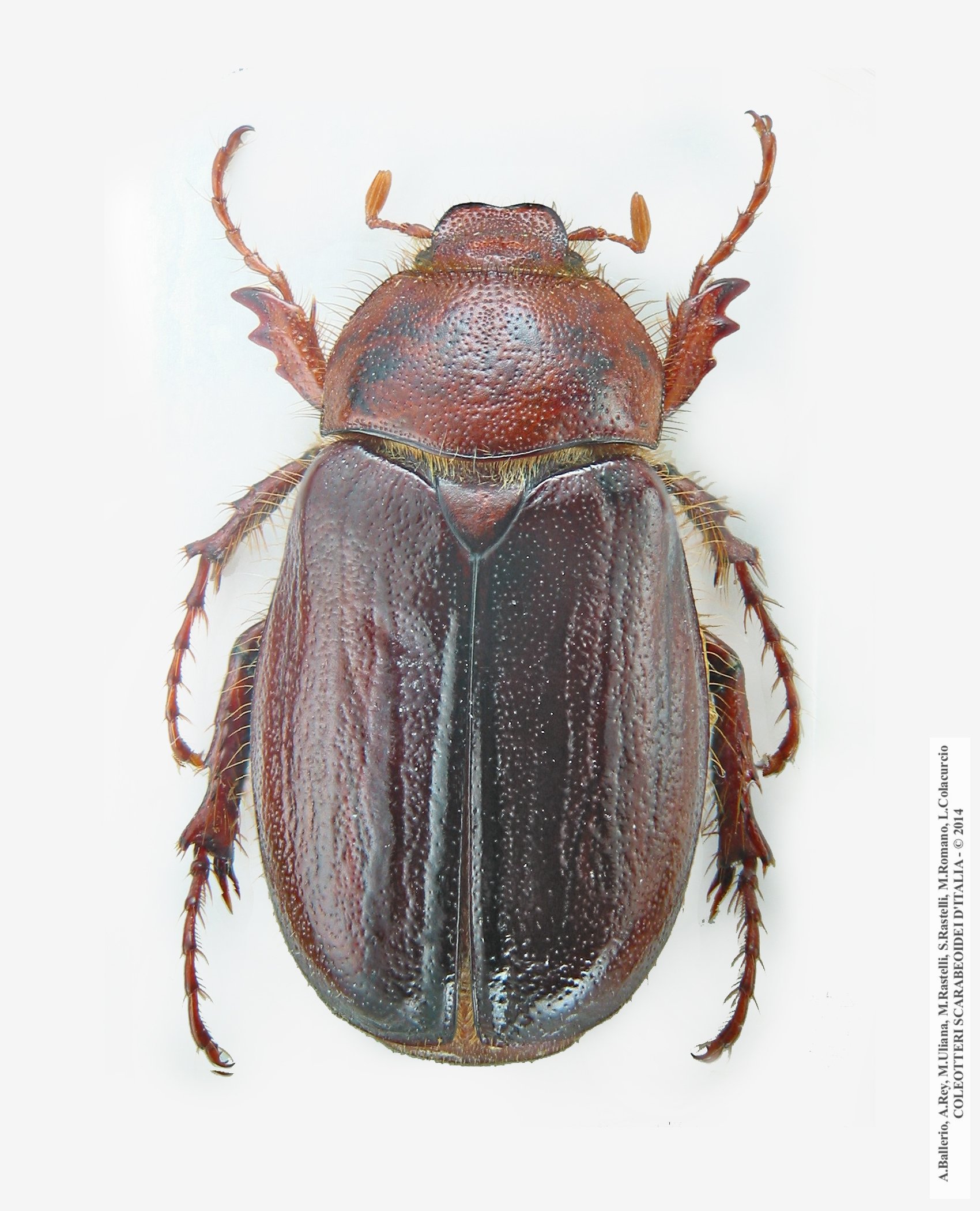 Rhizotrogus romanoi, femmina