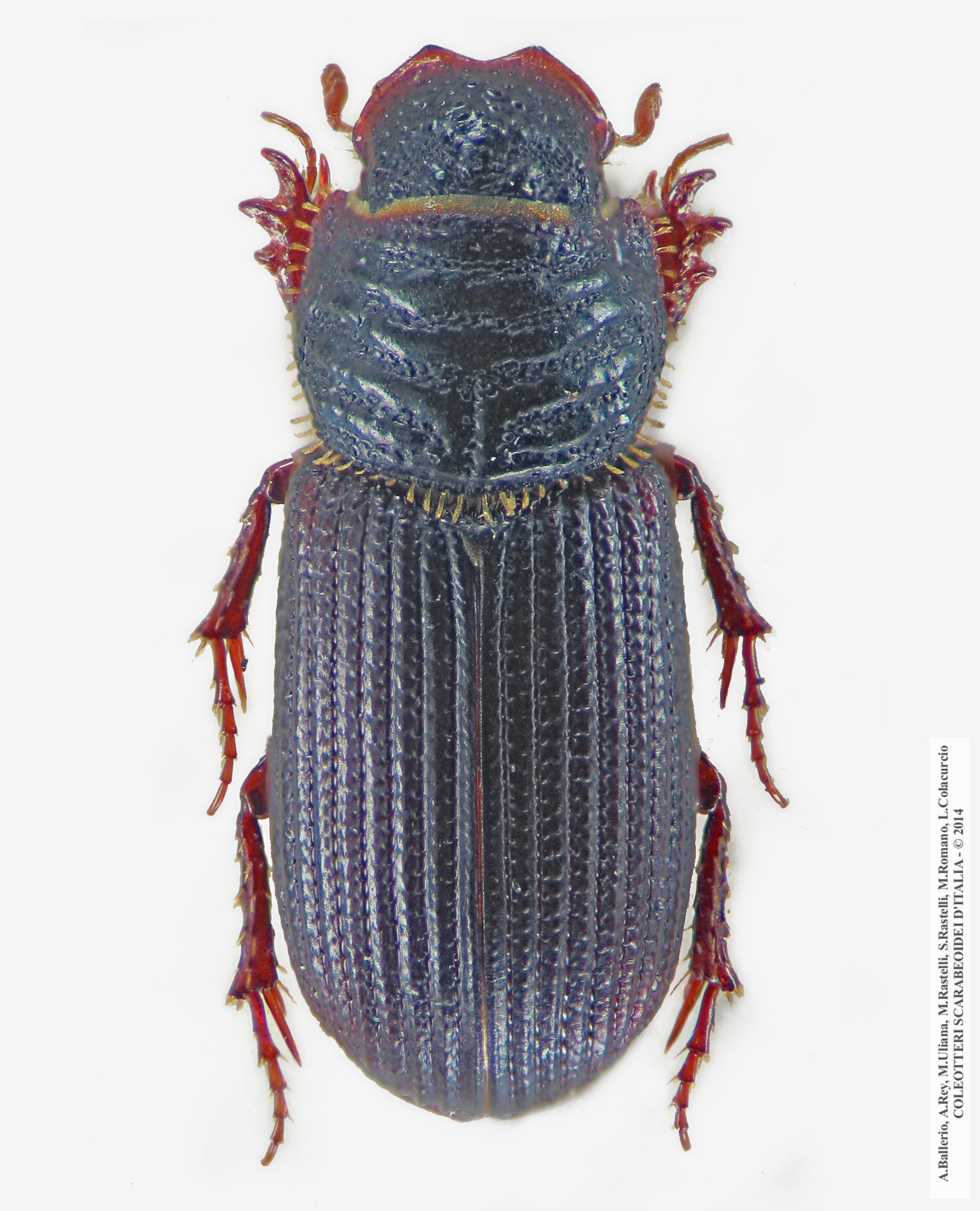 Rhyssemus annaedicatus