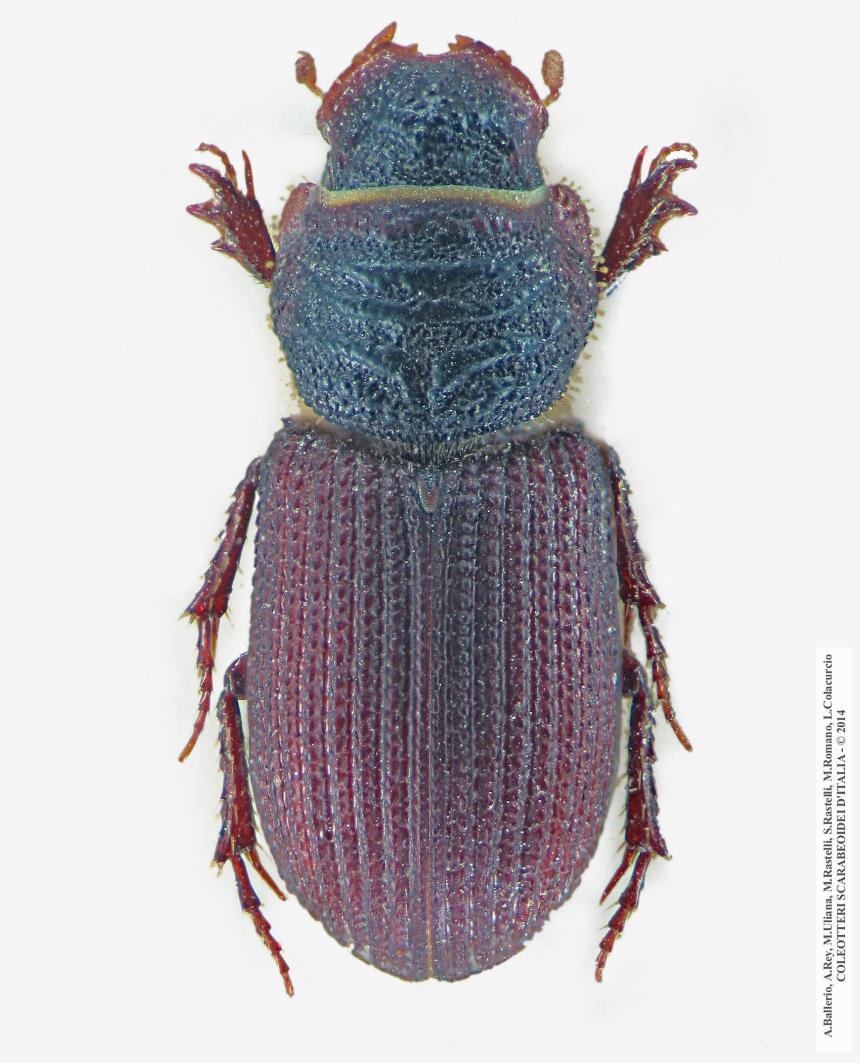 Rhyssemus germanus 