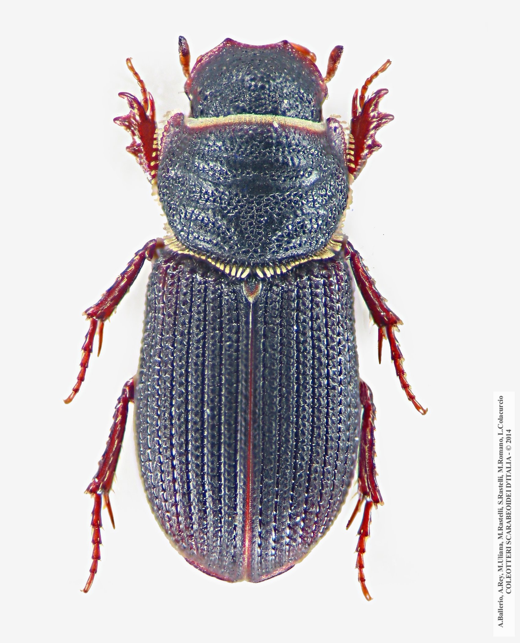 Rhyssemus limbolarius