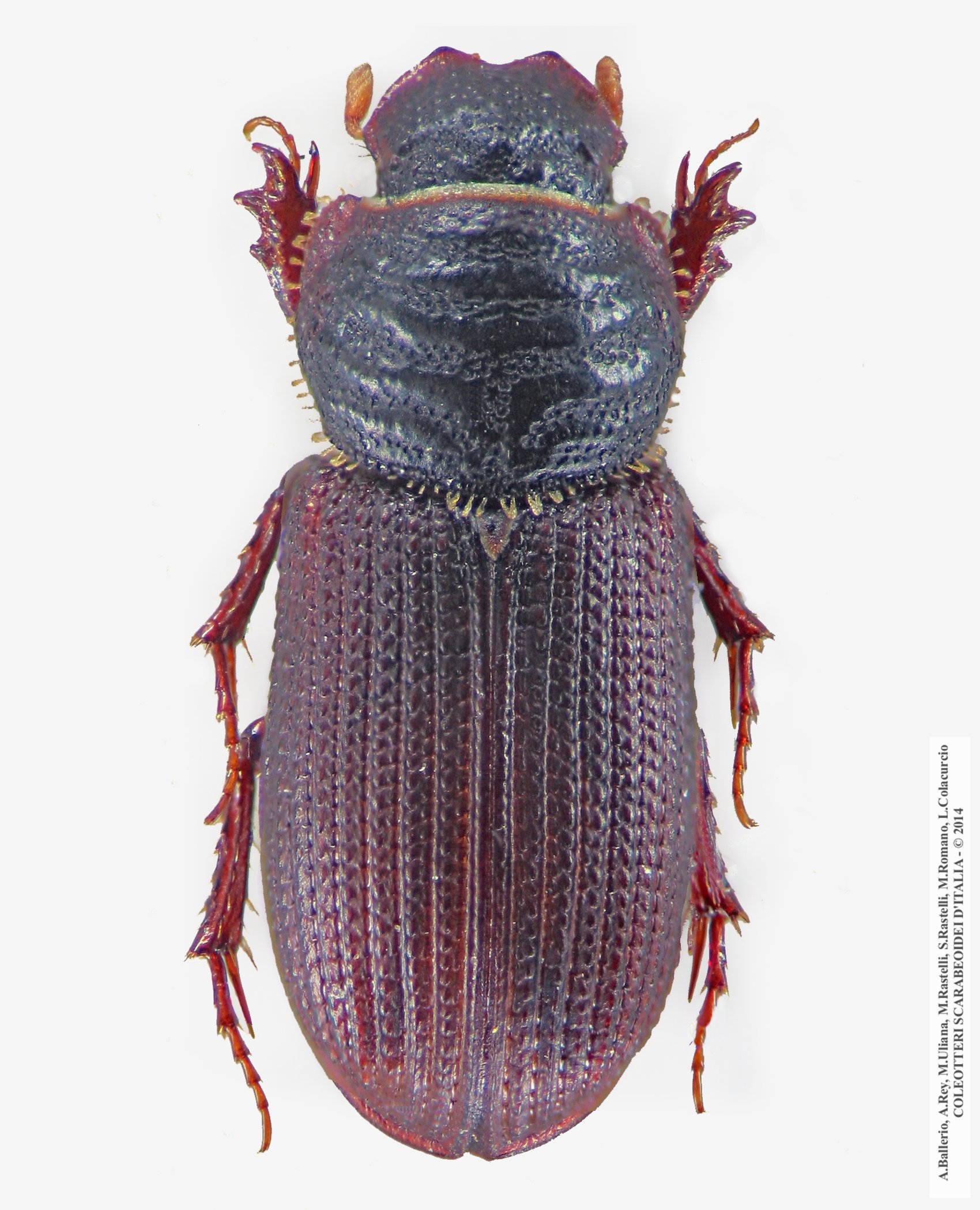 Rhyssemus parallelus