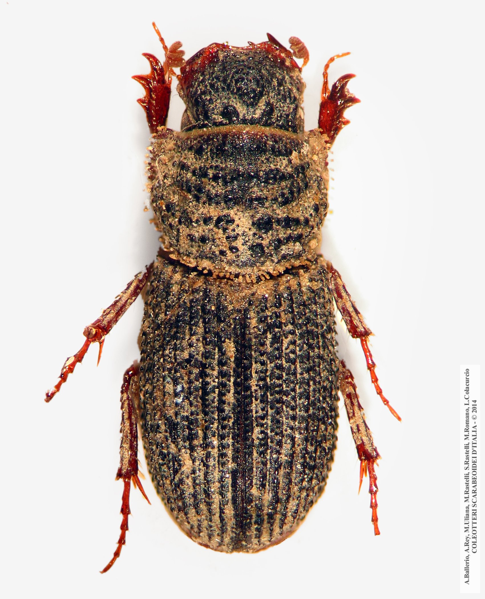 Rhyssemus verrucosus