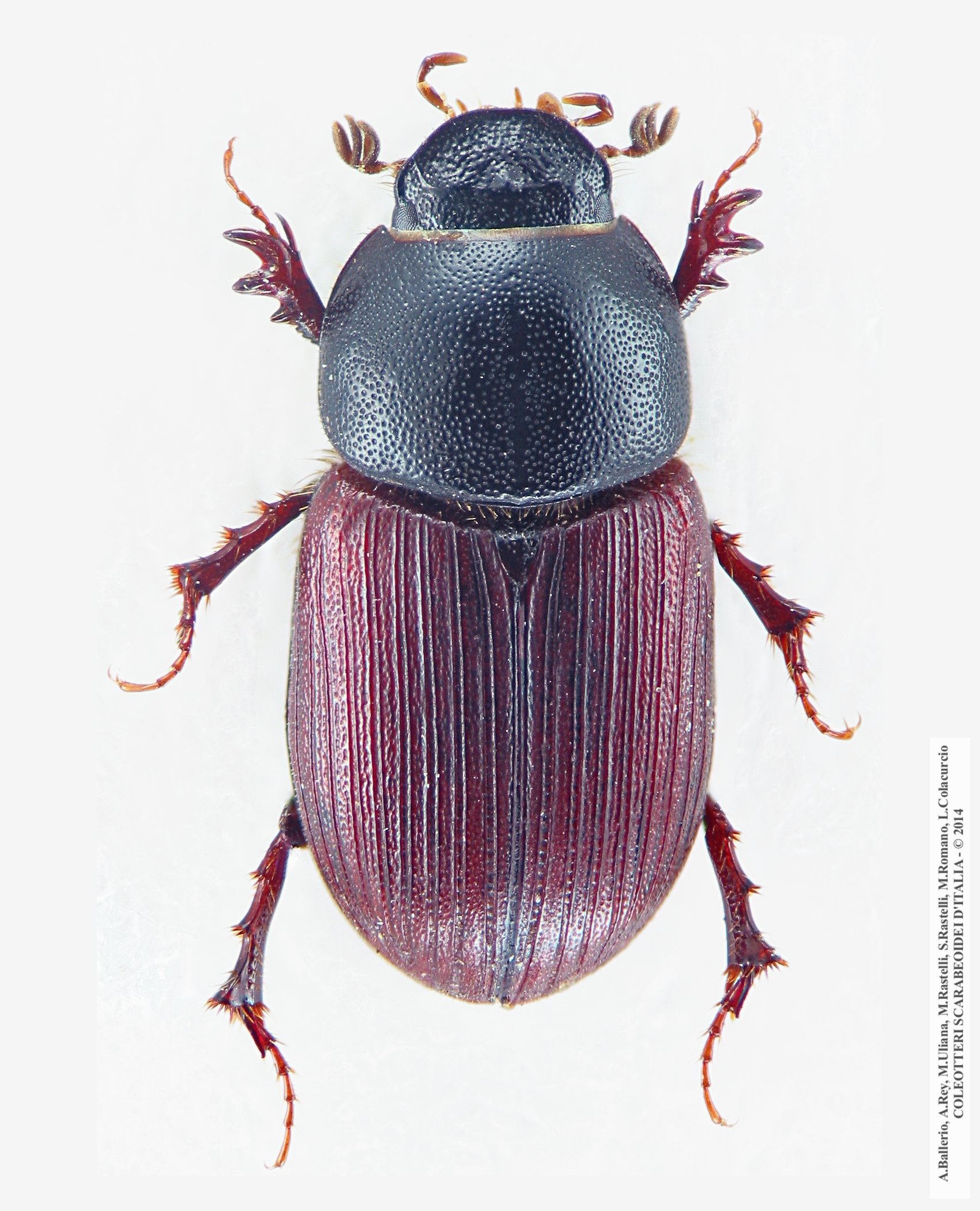 Sigorus porcus