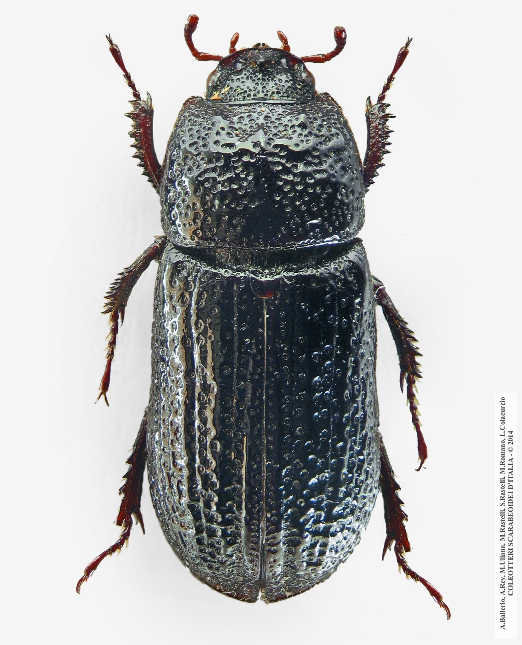 Sinodendron cylindricum, femmina 