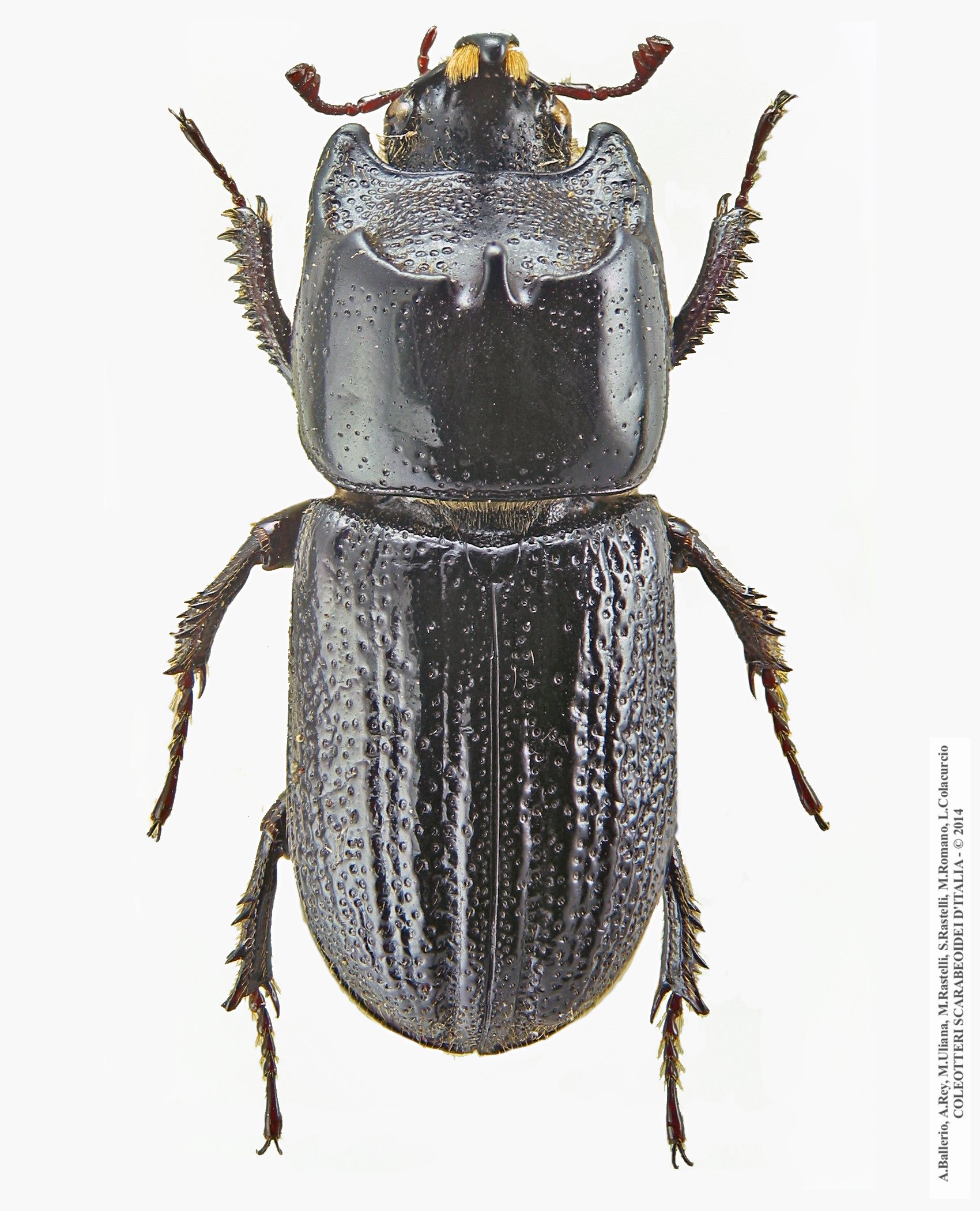 Sinodendron cylindricum, maschio