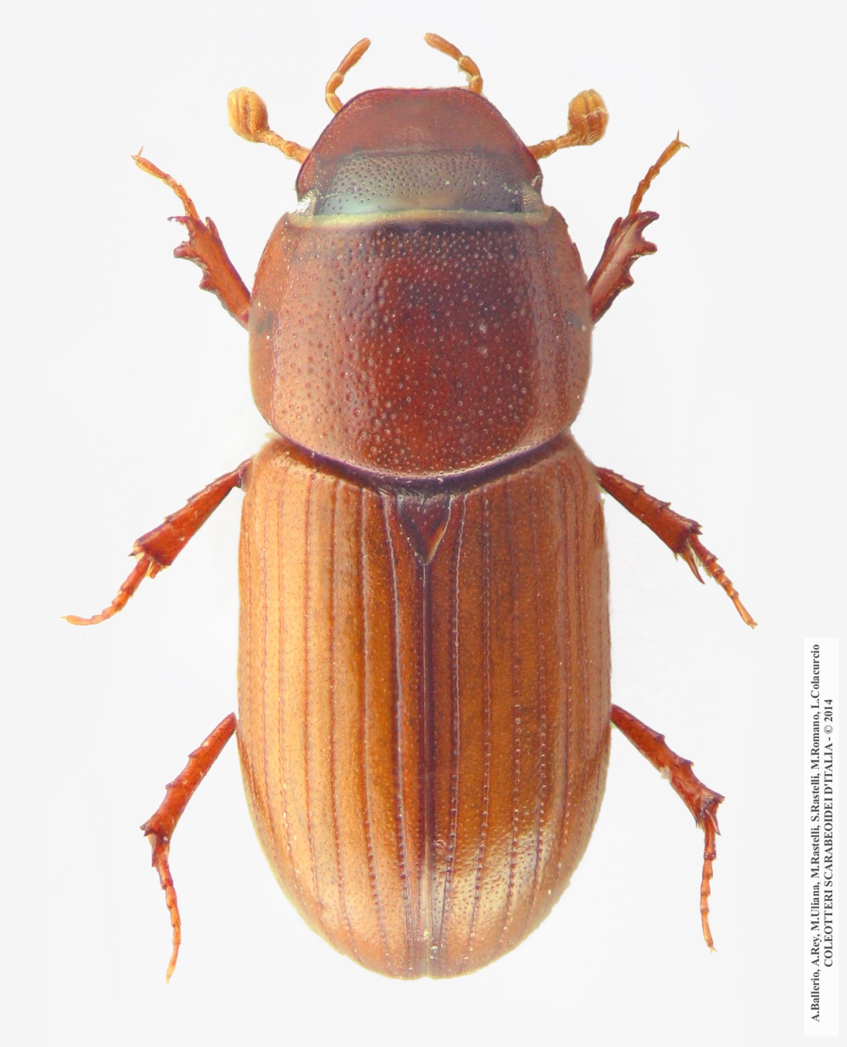 Subrinus sturmi