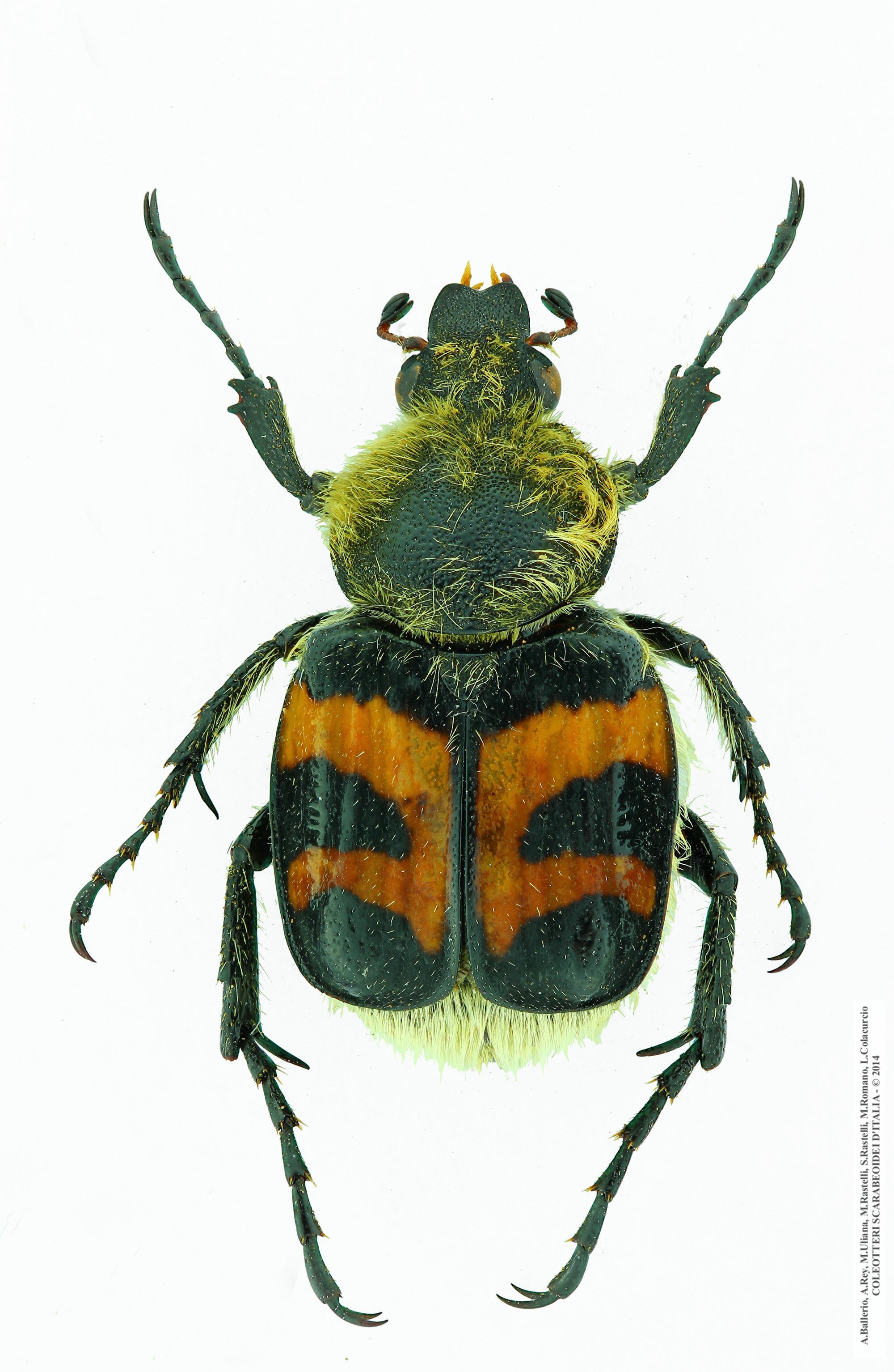Trichius fasciatus, femmina