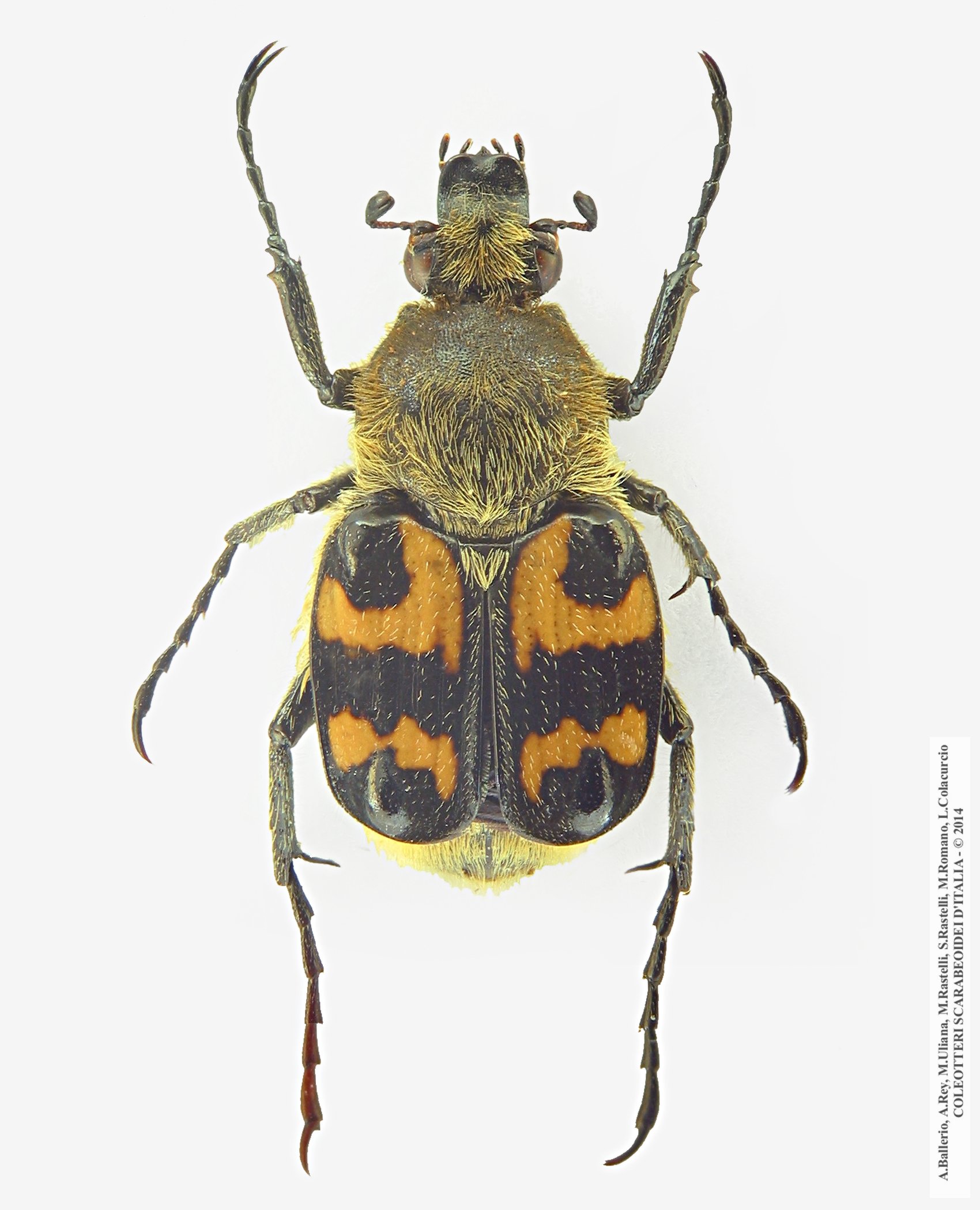 Trichius rosaceus zonatus 