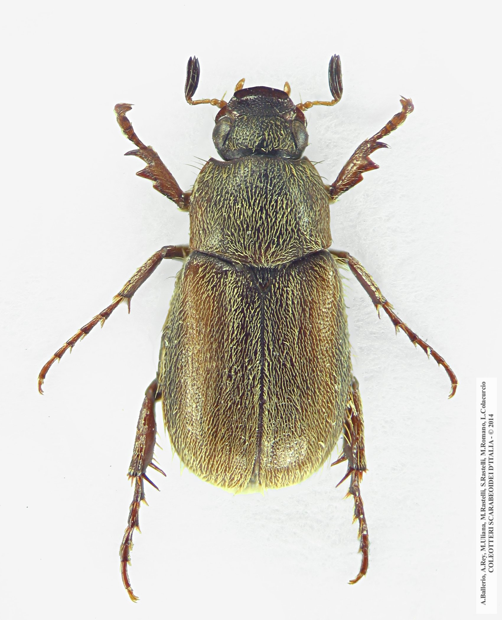 Triodontella nitidula, maschio