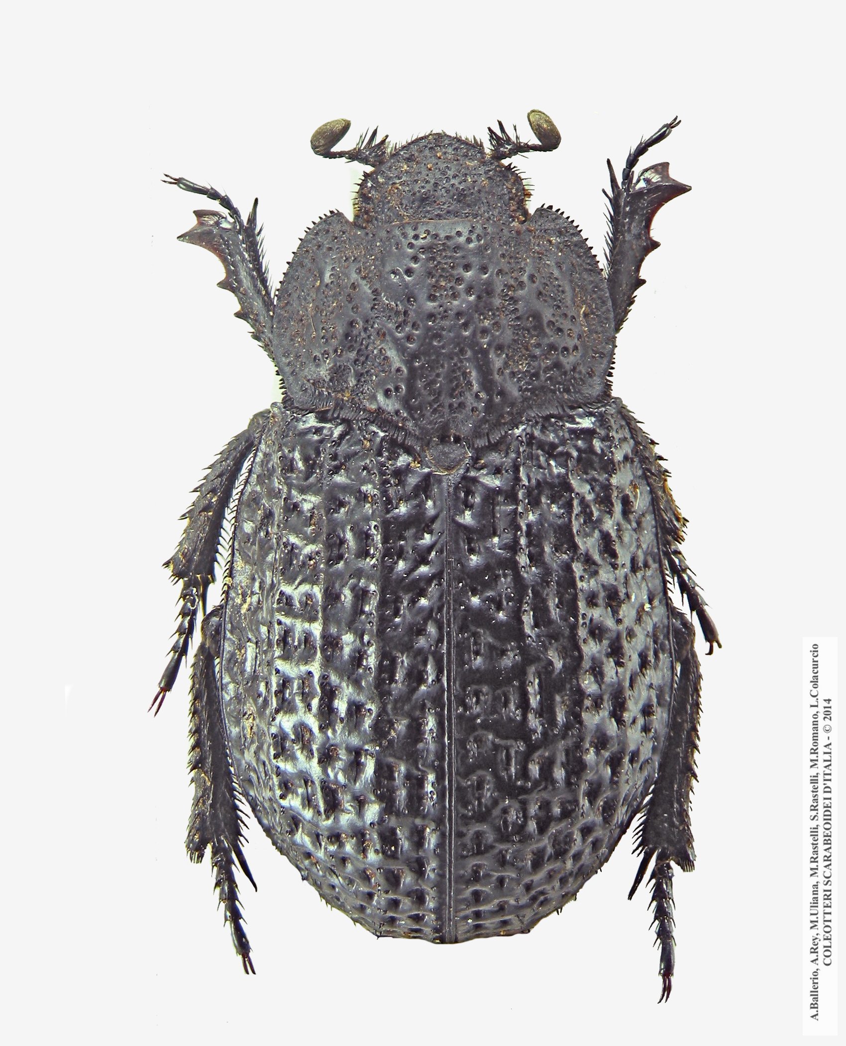 Trox clathratus