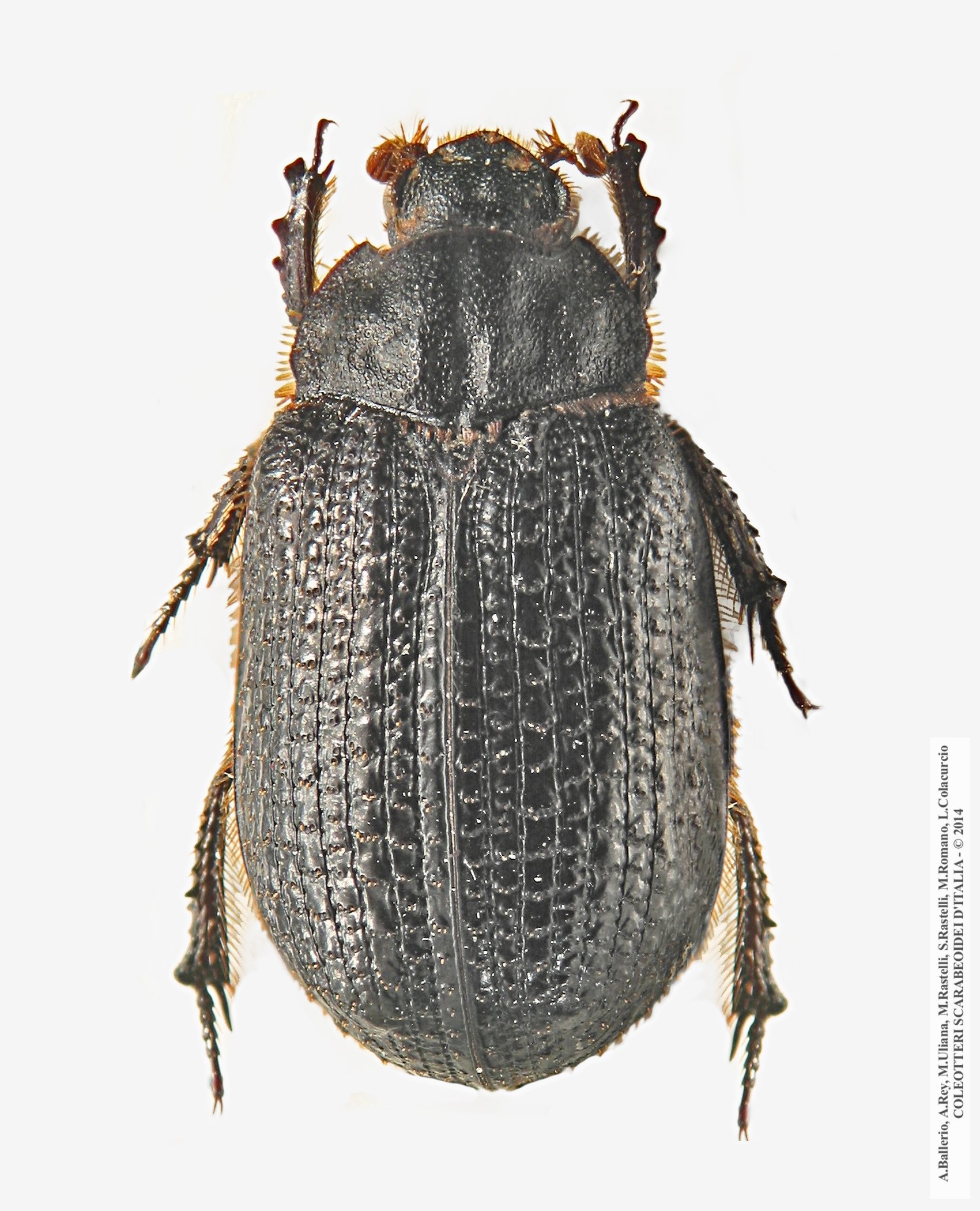Trox granulipennis
