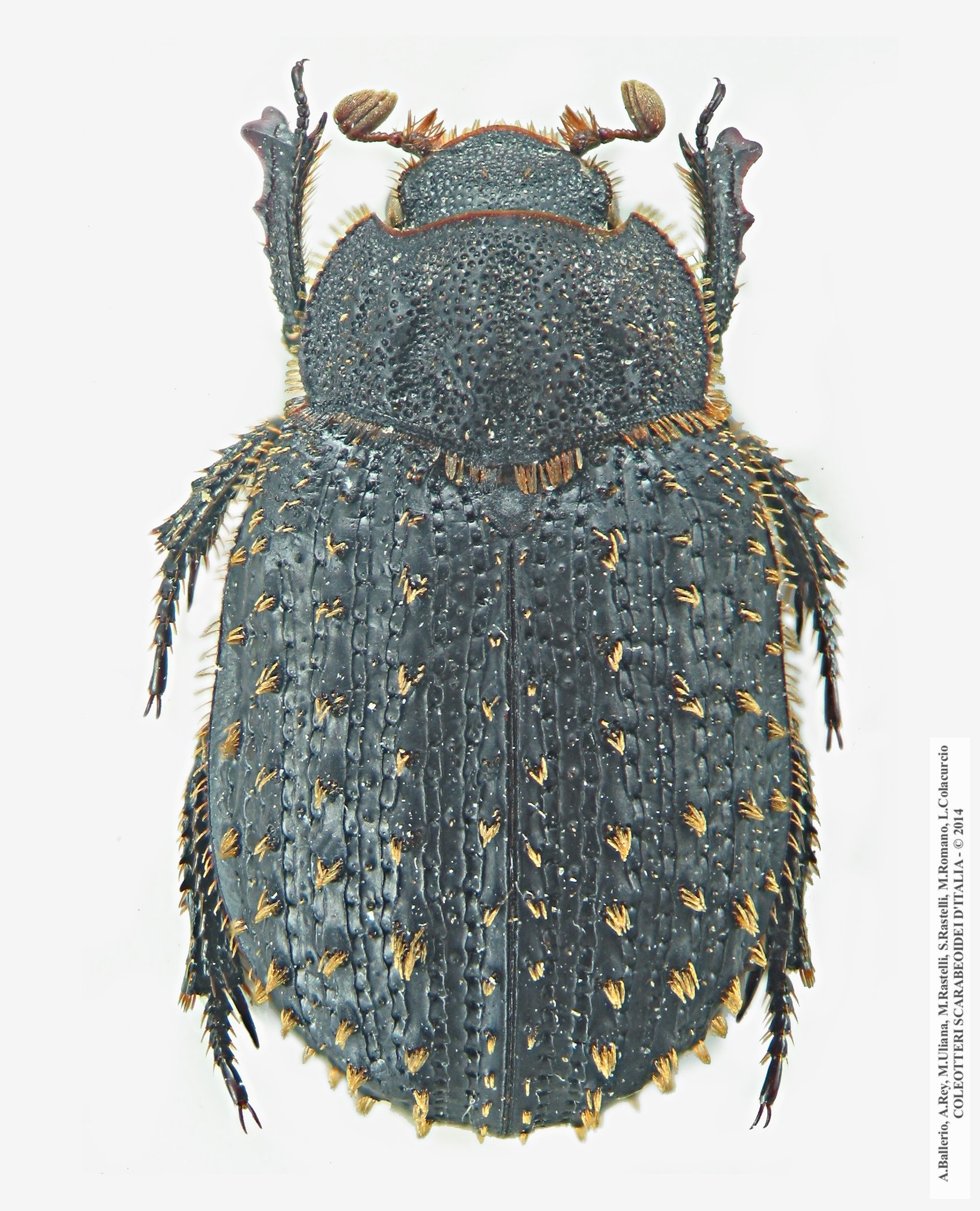 Trox niger