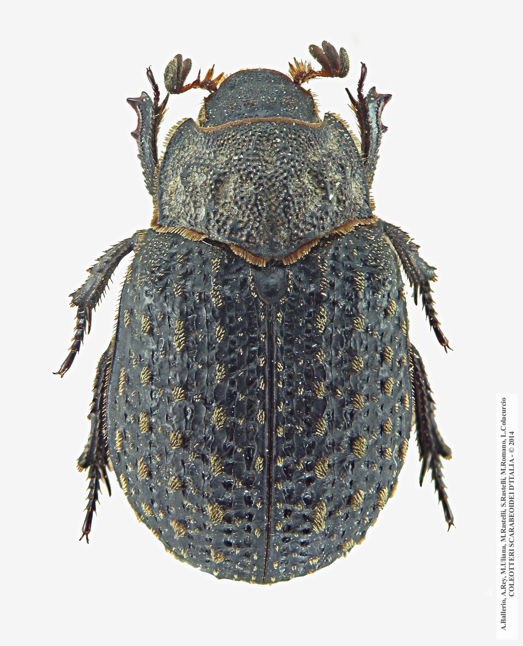 Trox sabulosus