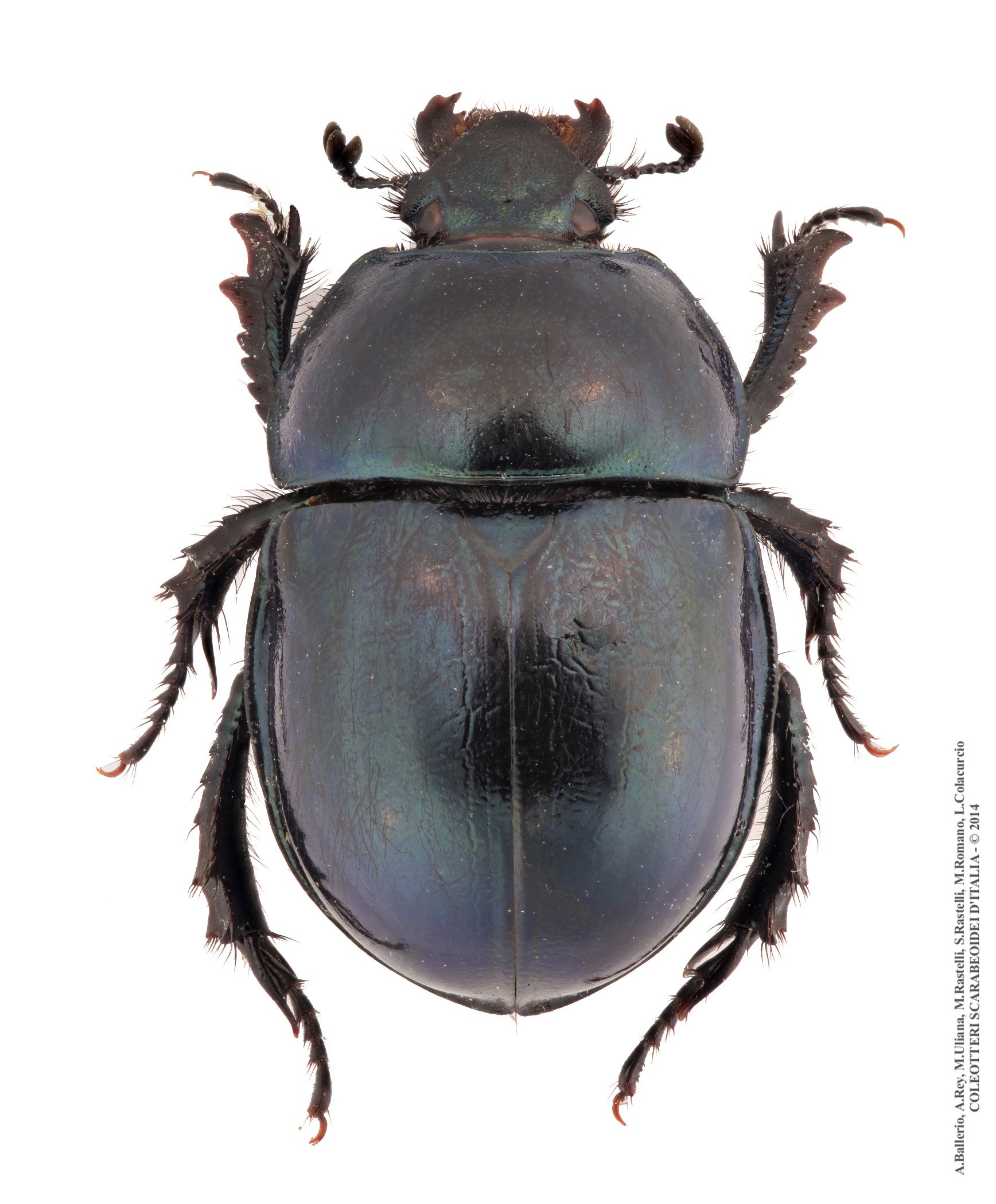 Trypocopris pyrenaeus bartolii