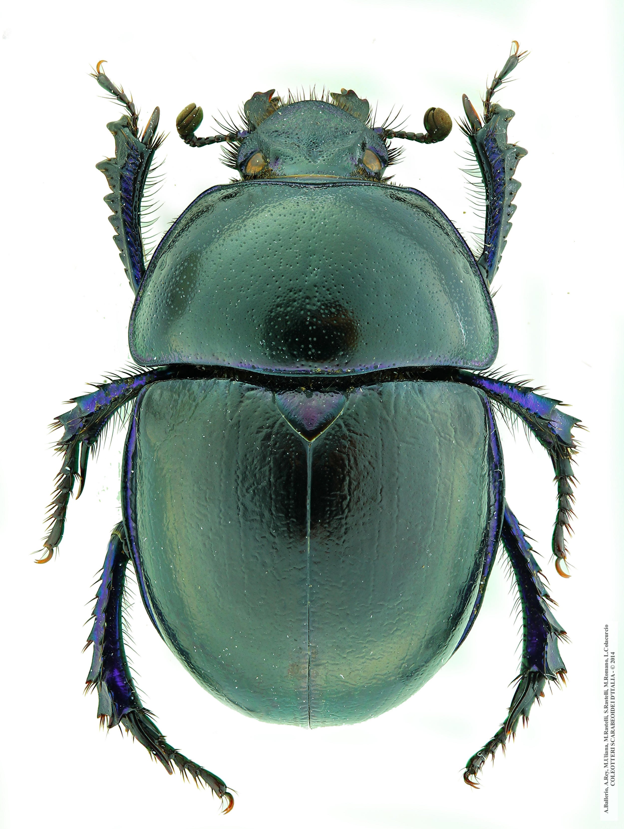 Trypocopris vernalis apenninicus, maschio