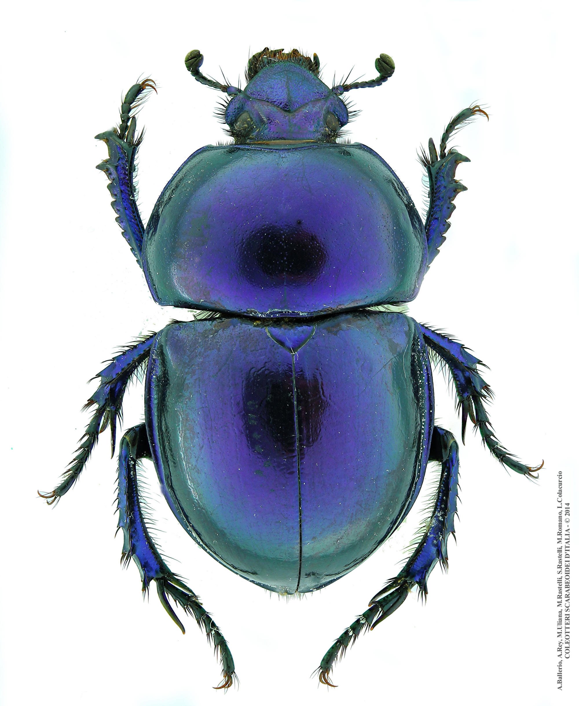 Trypocopris pyrenaeus cyanicolor, maschio