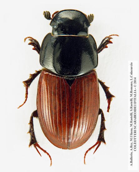 Acrossus depressus, forma typica